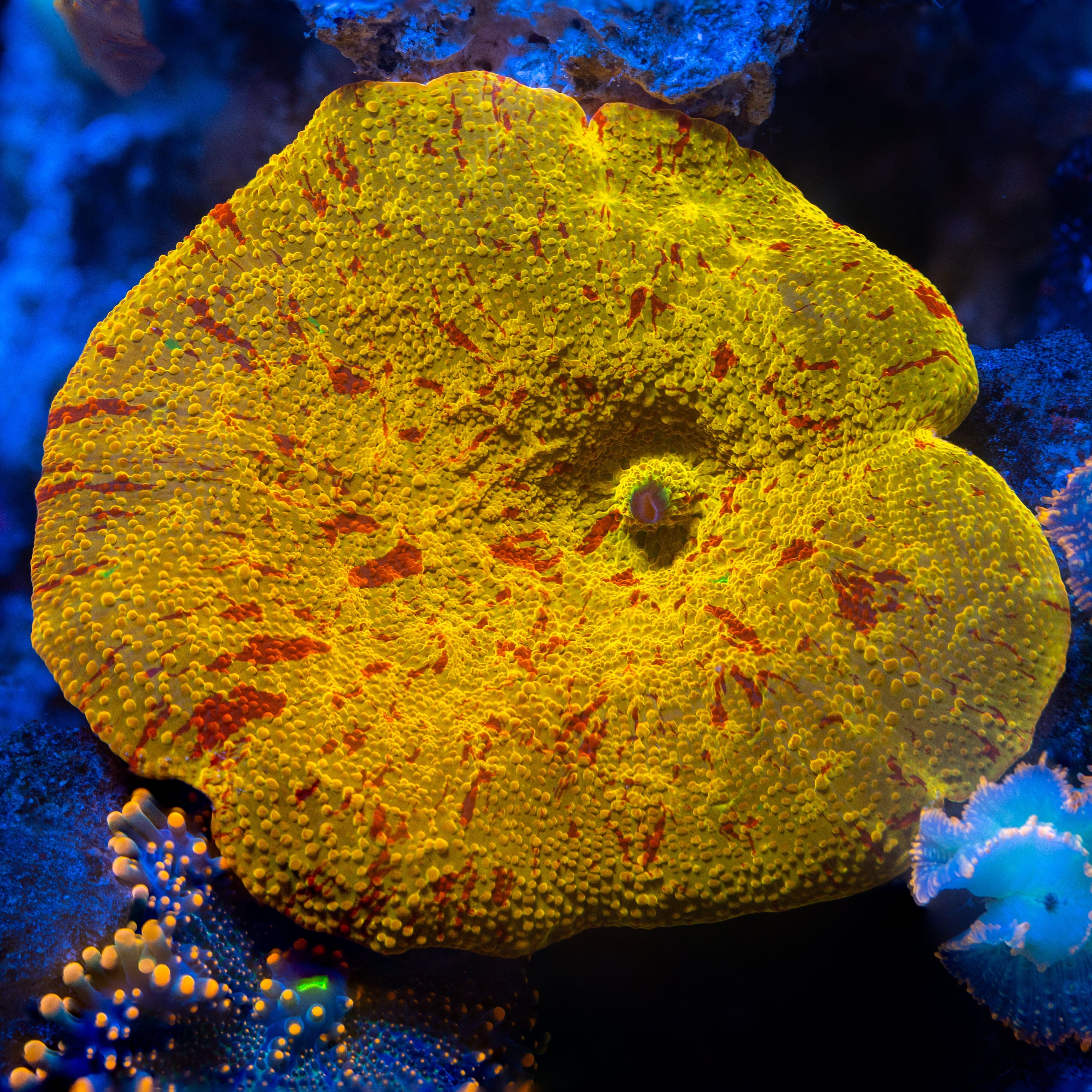 Jawbreaker Mushroom Mother - WYSIWYG Reef Lounge Coral 