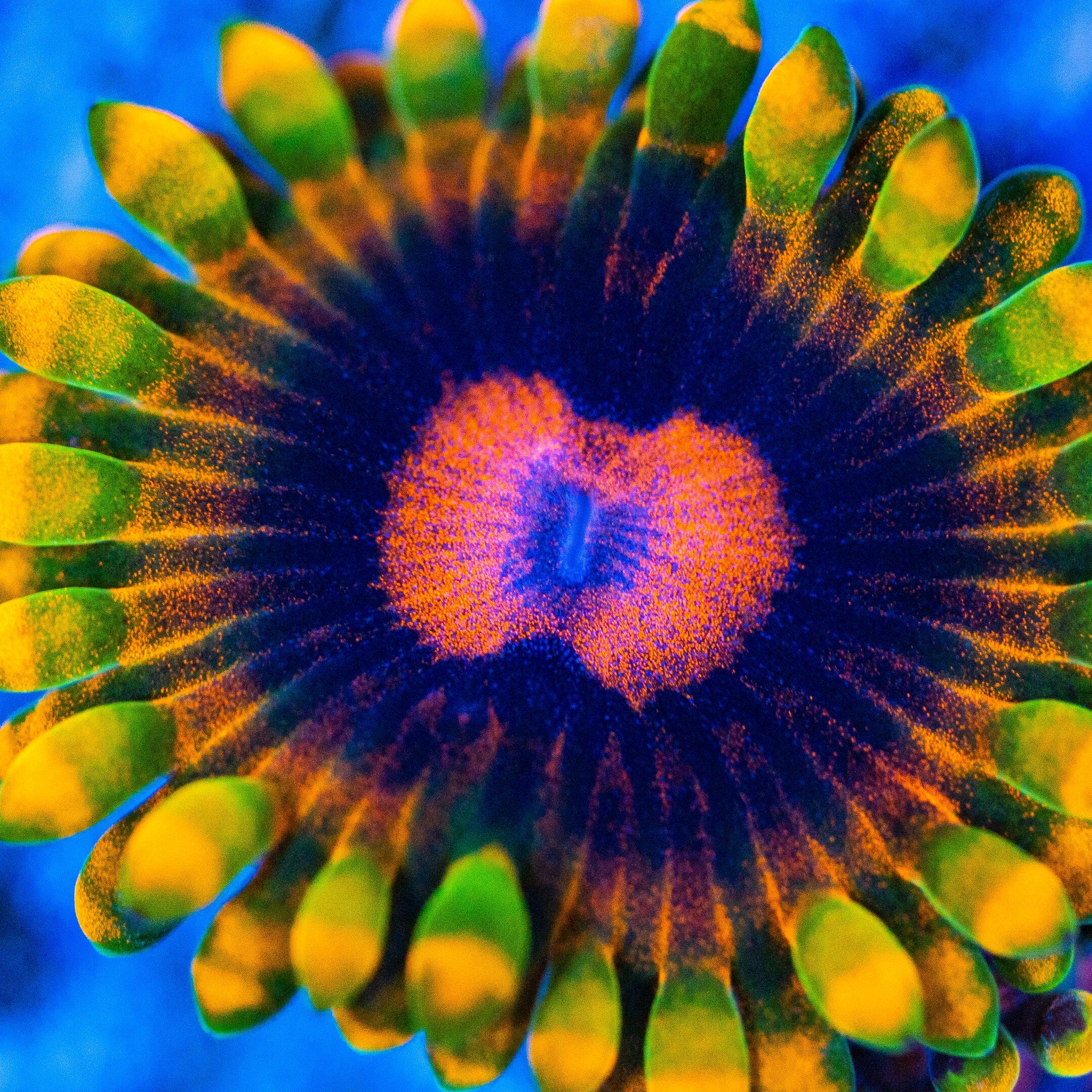 Mind Trick Zoanthids Soft Coral Reef Lounge USA 