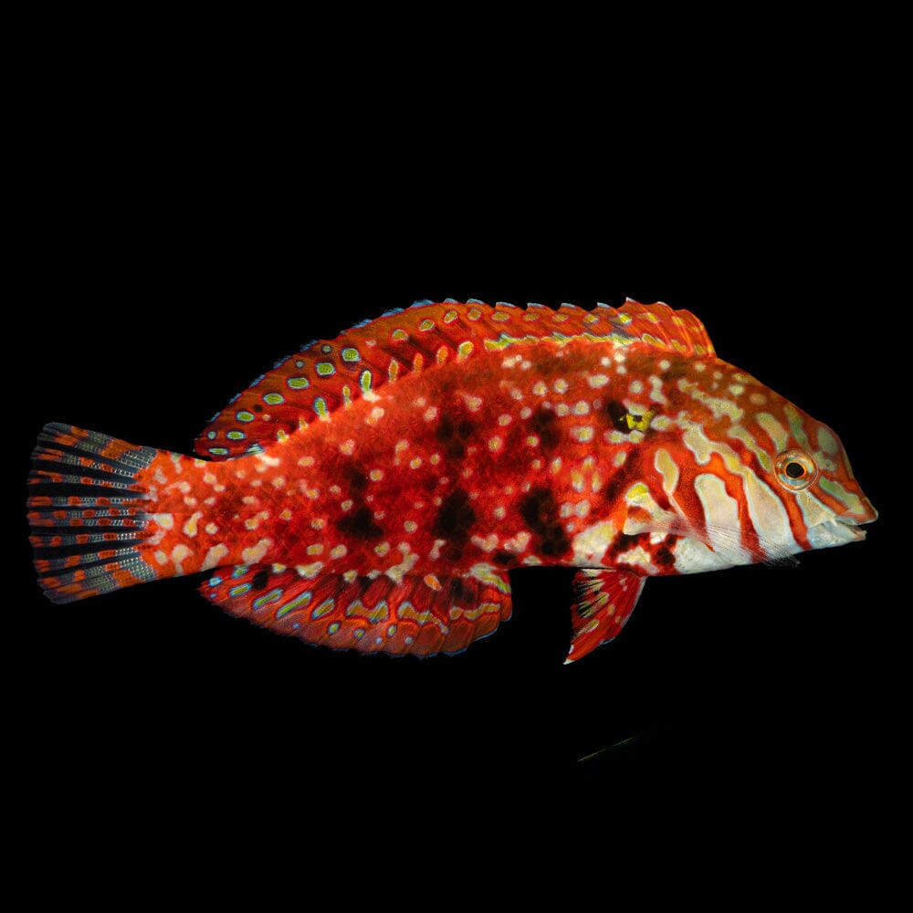 Jewelled Leopard Wrasse Fish Reef Lounge USA 