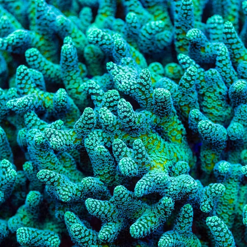 JF Enchanted Forest Birdsnest Reef Lounge Coral 