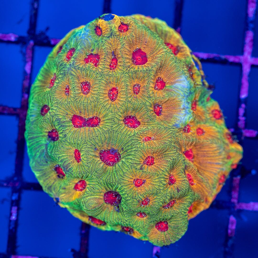 JF Fascination Favia Colony - WYSIWYG Reef Lounge Norco 