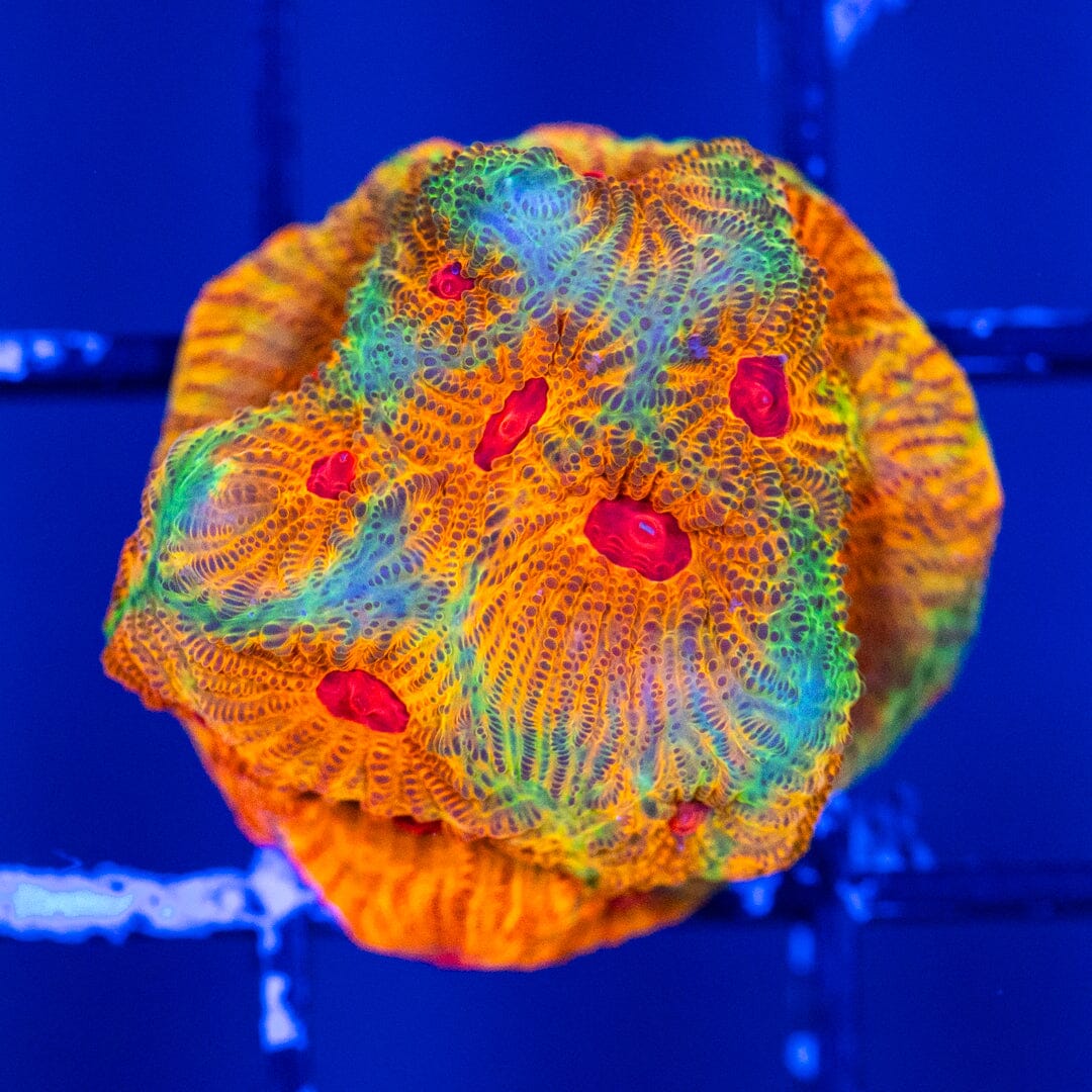 JF Fascination Favia - WYSIWYG Reef Lounge Coral 