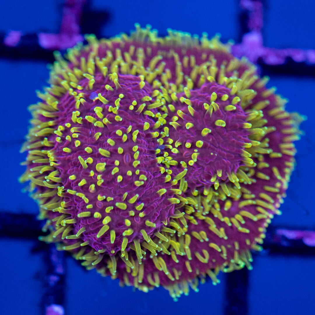 JF Freak Hair Pavona 1A - WYSIWYG Reef Lounge Norco 