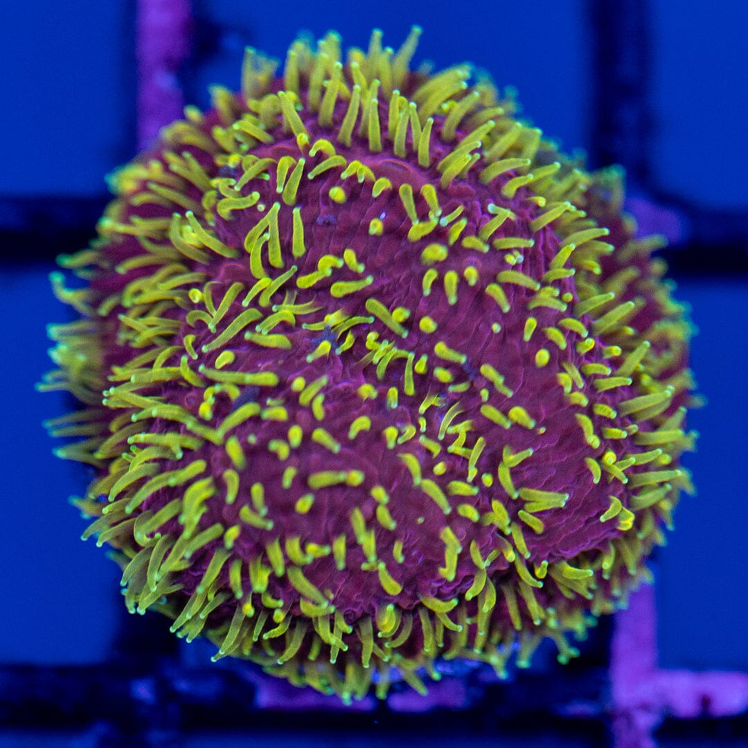 JF Freak Hair Pavona 2A - WYSIWYG Reef Lounge Norco 