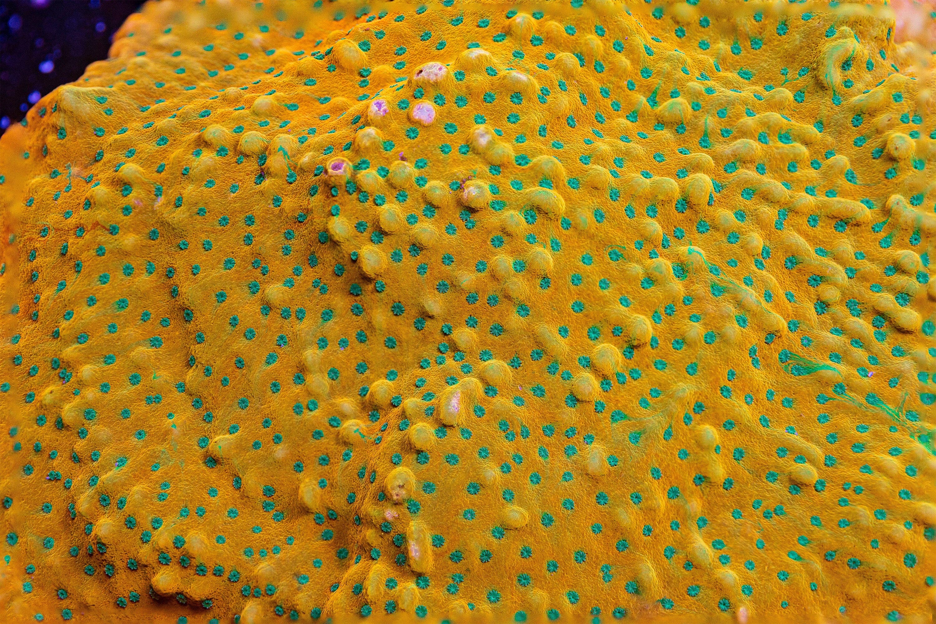 Juicy Fruit Montipora Montipora Reef Lounge USA 