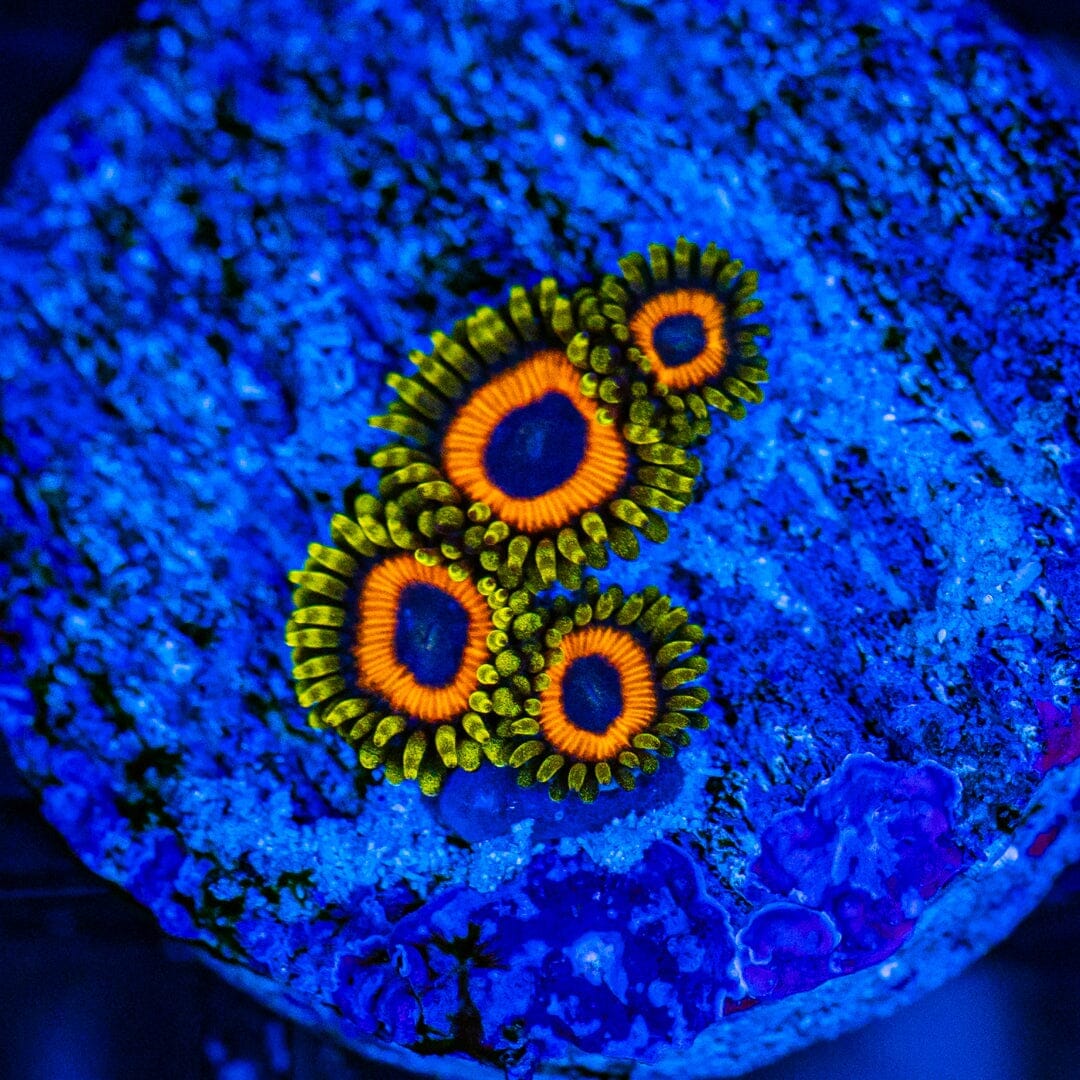 Jungle Juice Zoanthids Reef Lounge USA 