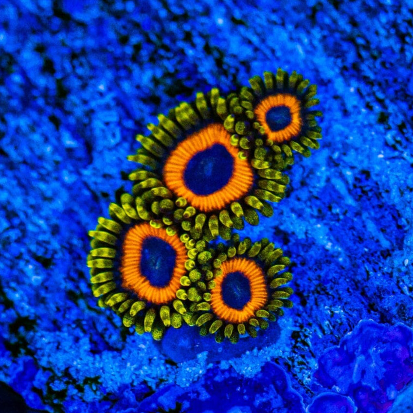 Jungle Juice Zoanthids Reef Lounge USA 