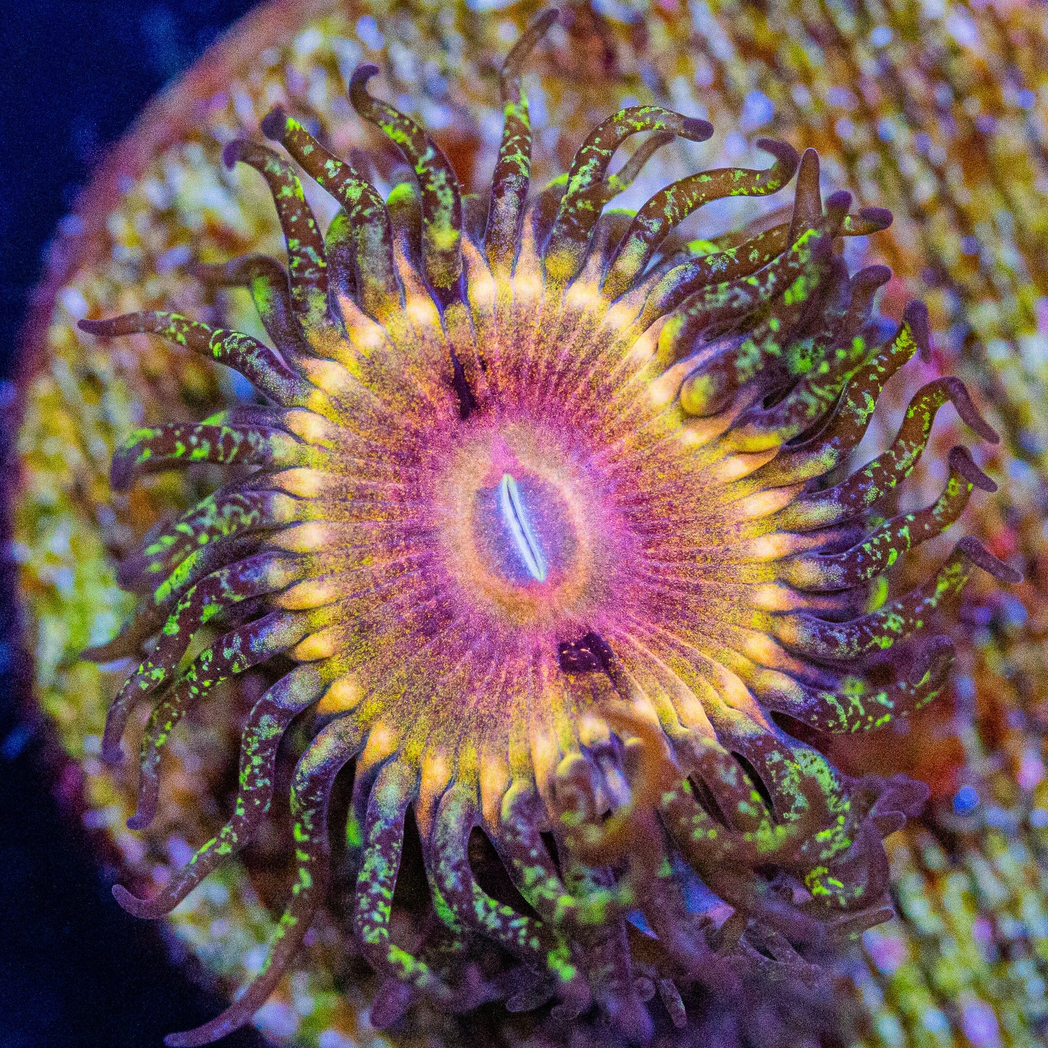 Kamikaze Kush Zoanthids Zoanthids Reef Lounge USA 