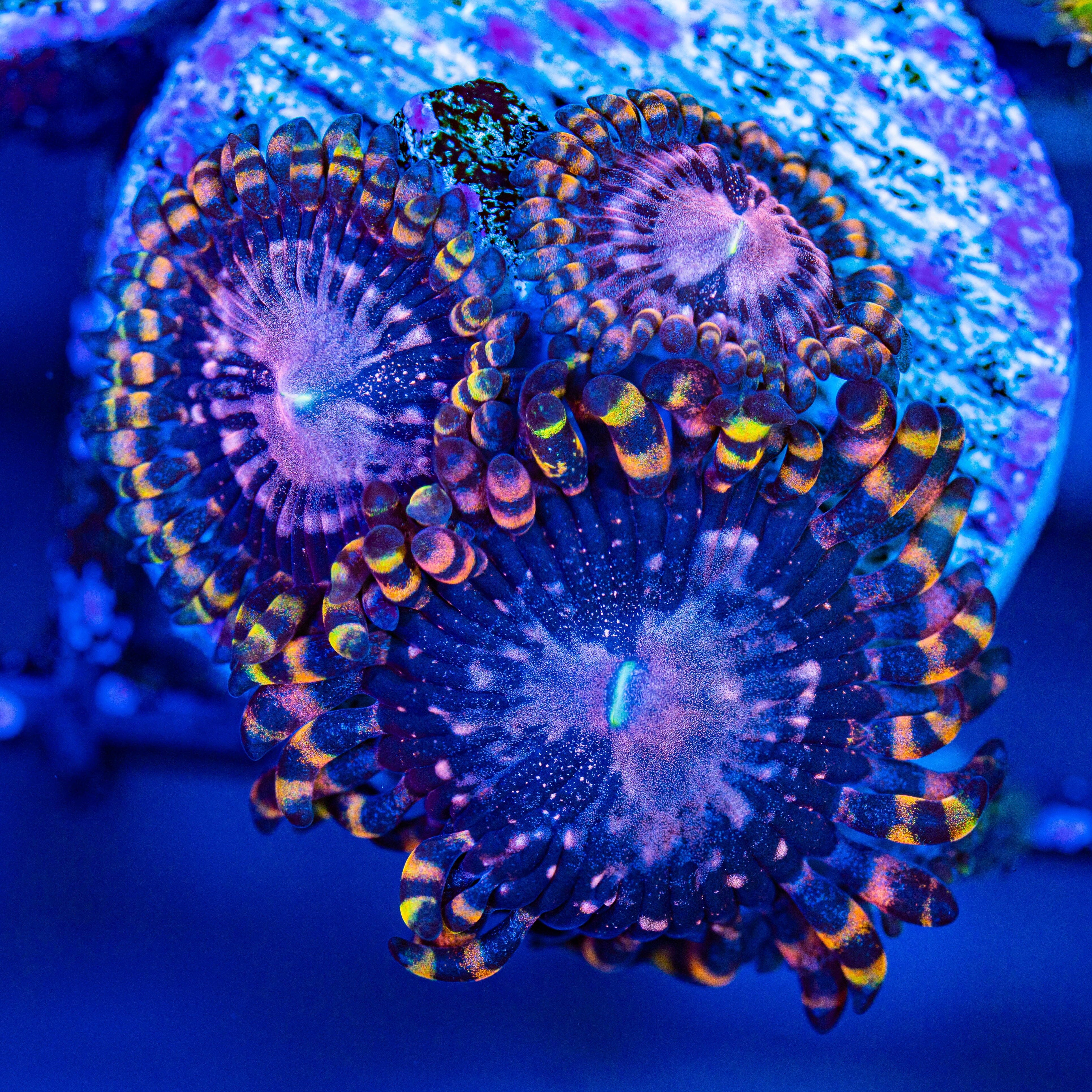 Koala Eye Zoanthids Soft Coral Reef Lounge USA 