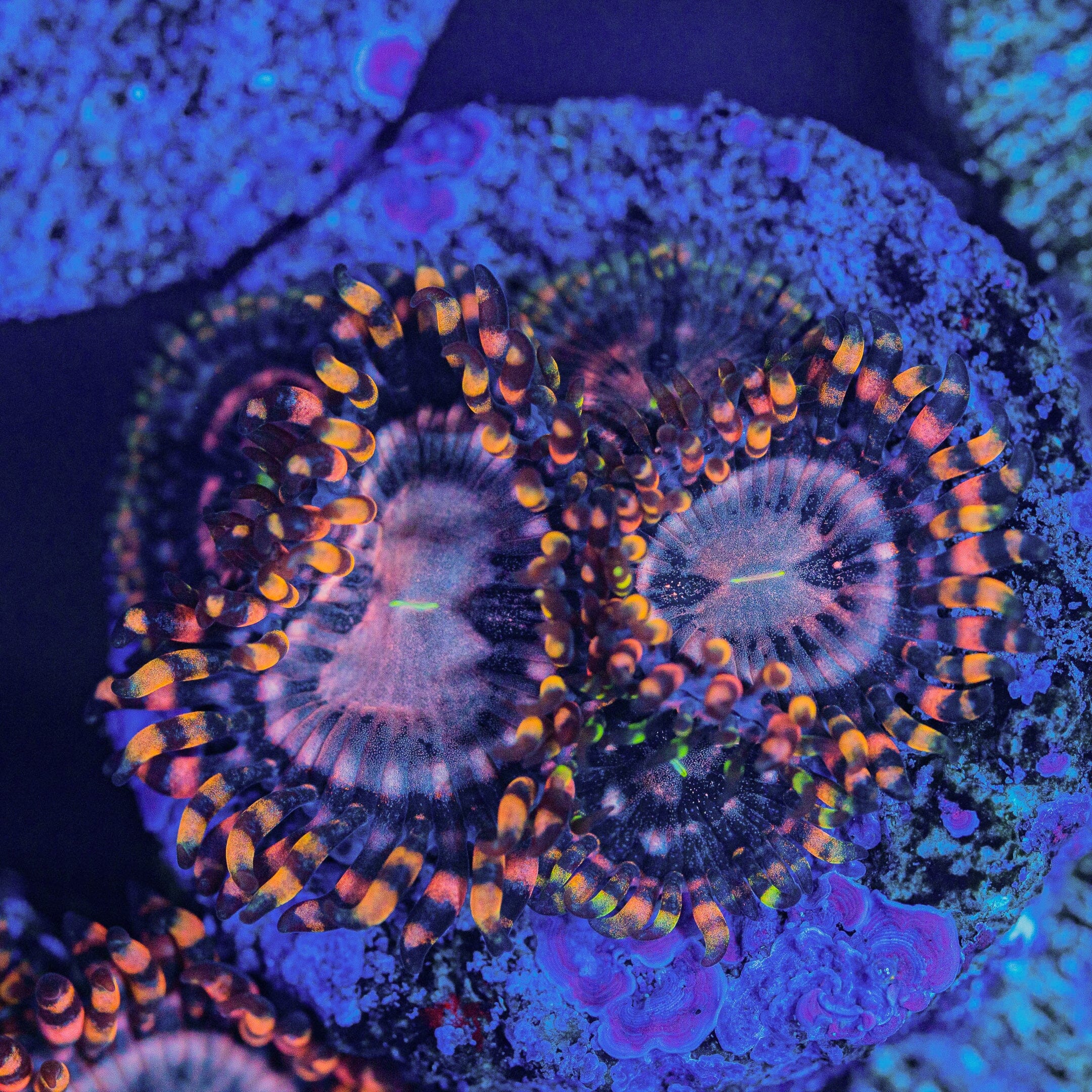 Koala Eye Zoanthids Soft Coral Reef Lounge USA 