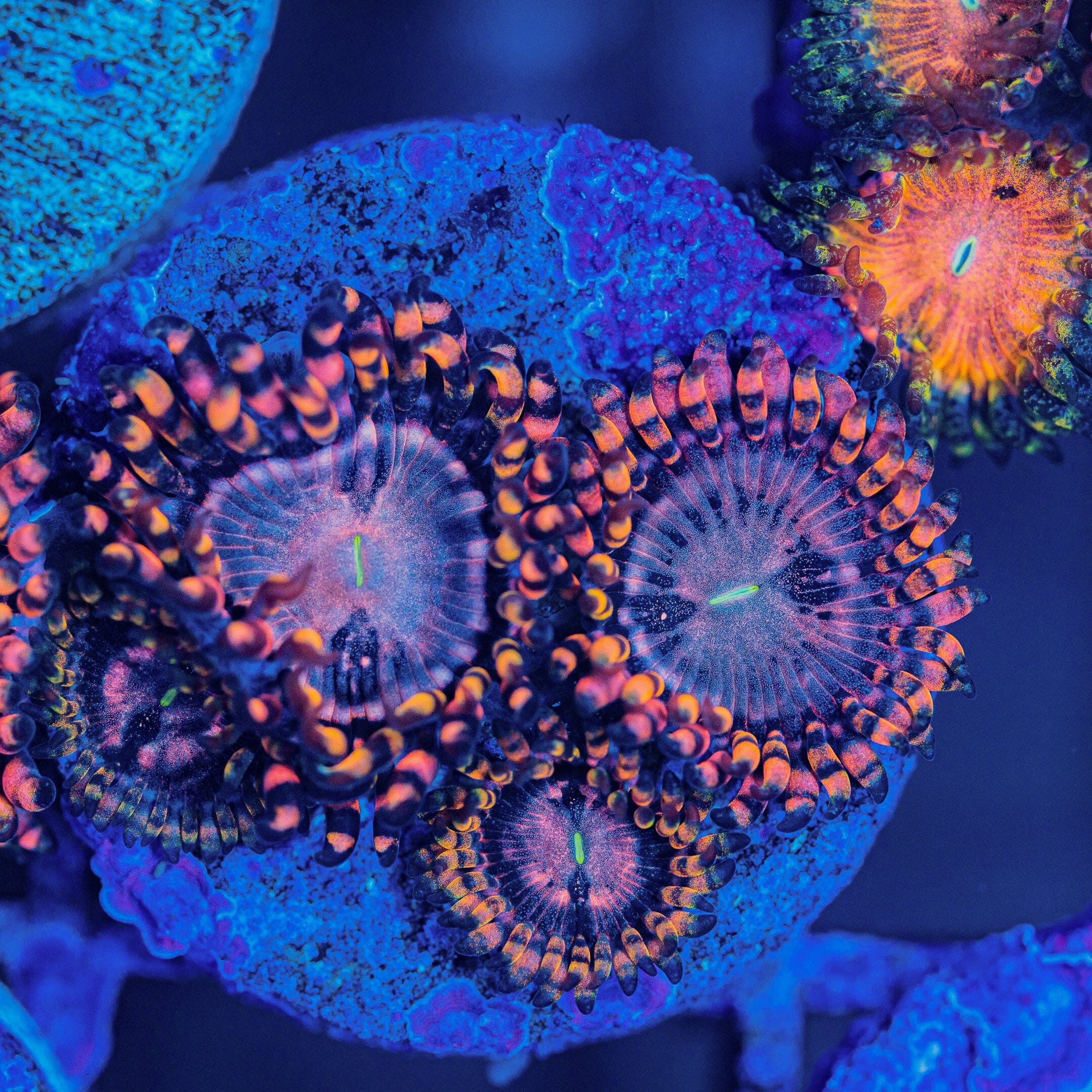 Koala Eye Zoanthids Soft Coral Reef Lounge USA 