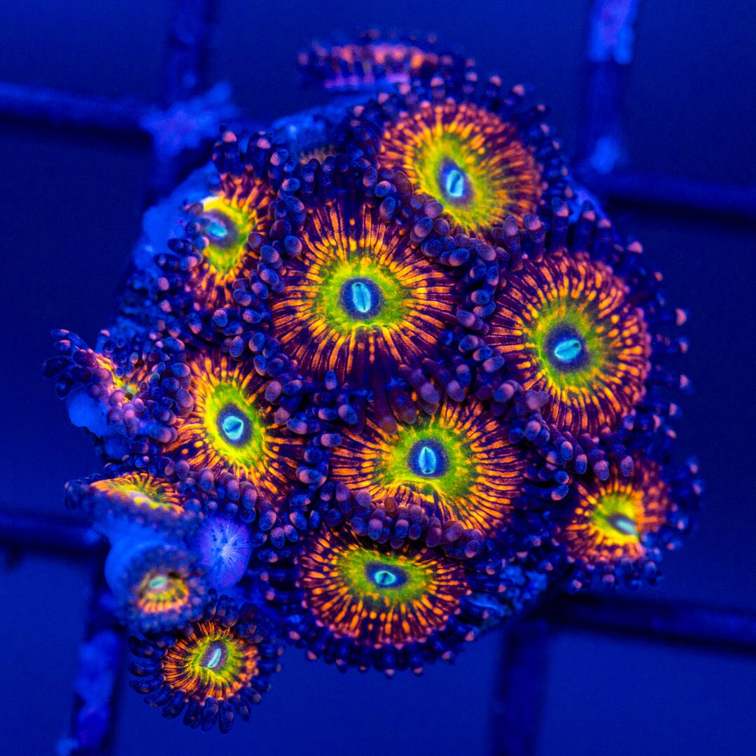 Krak God Mini Colony - WYSIWYG Reef Lounge Norco 