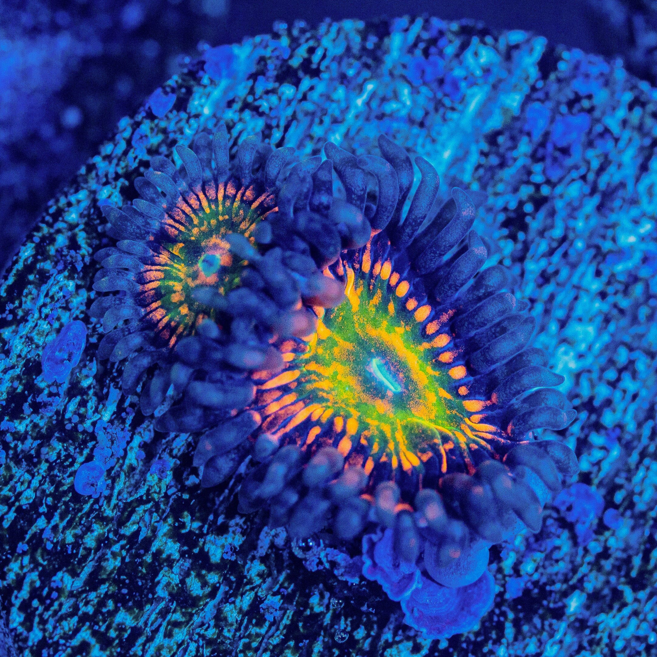 Krak God Zoanthids Soft Coral Reef Lounge USA 