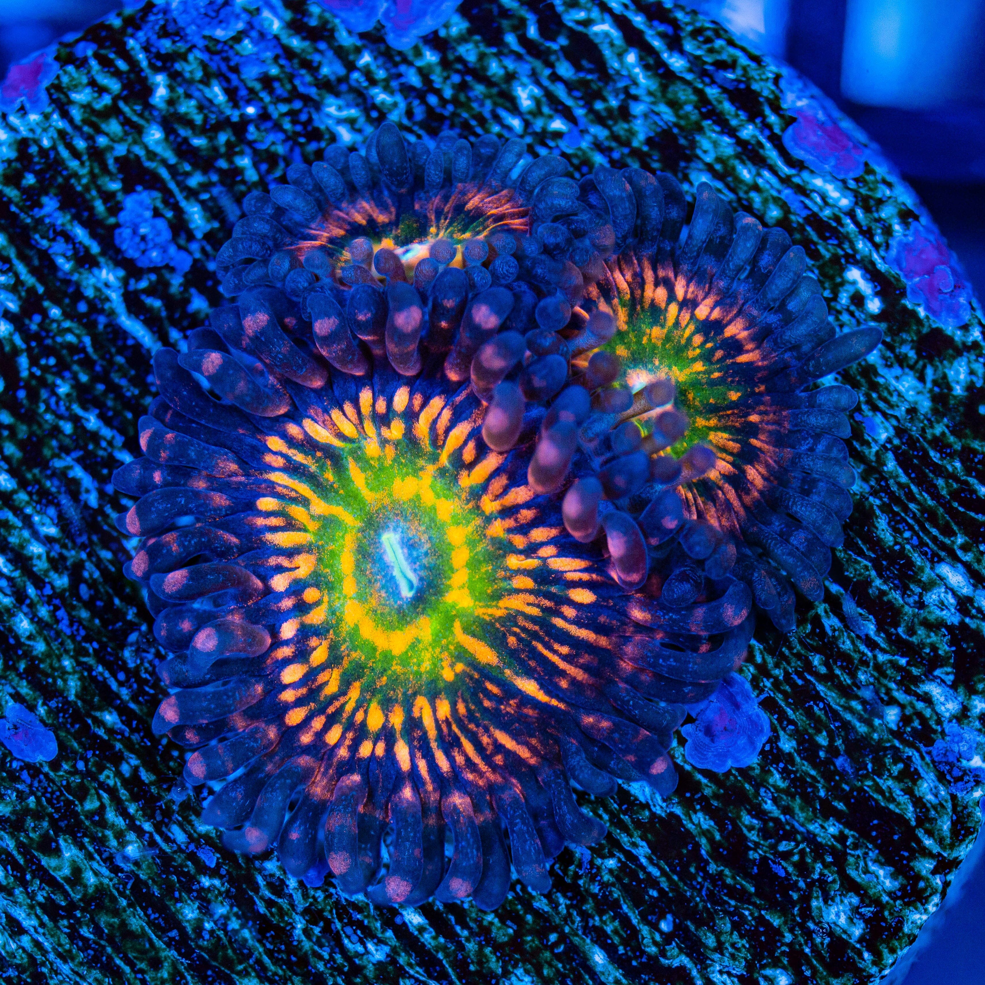 Krak God Zoanthids Soft Coral Reef Lounge USA 