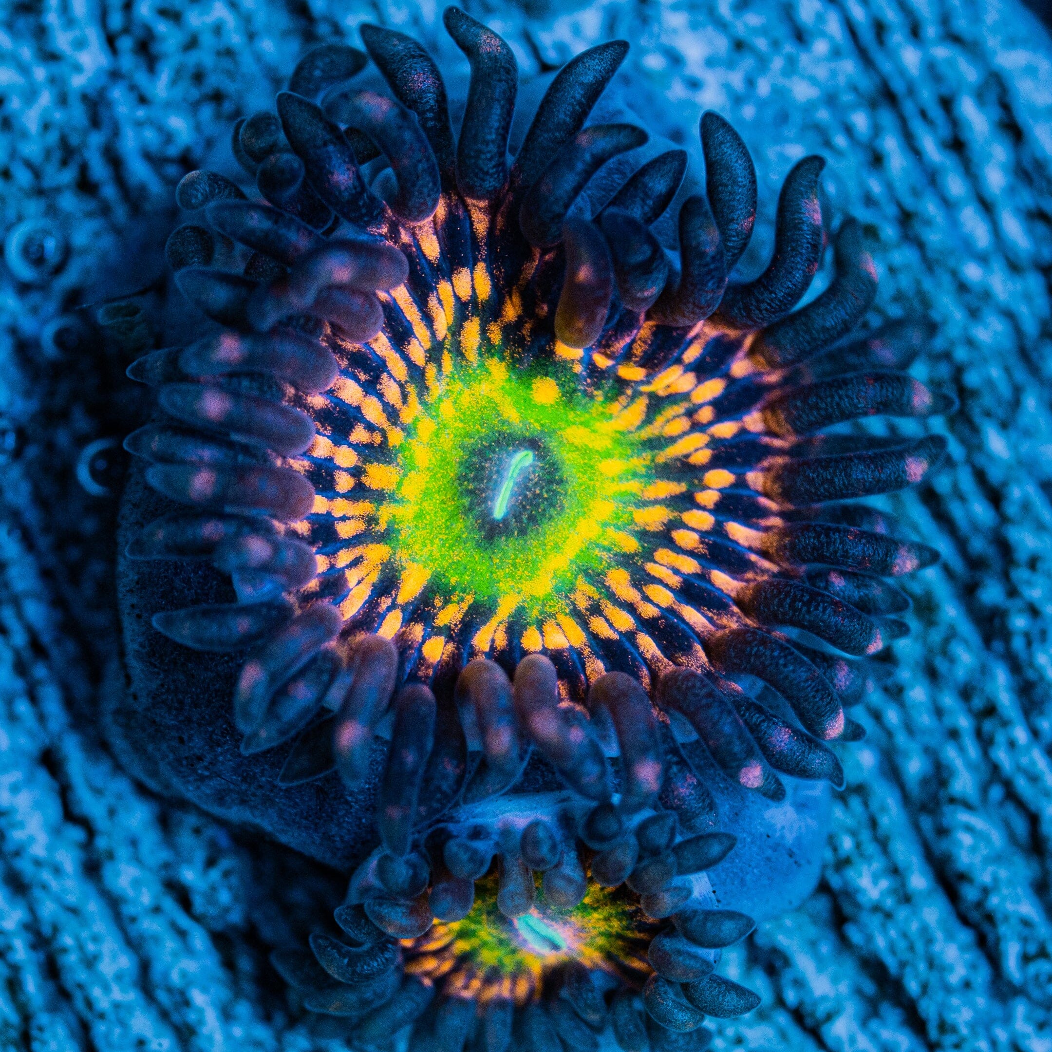 Krak God Zoanthids Soft Coral Reef Lounge USA 