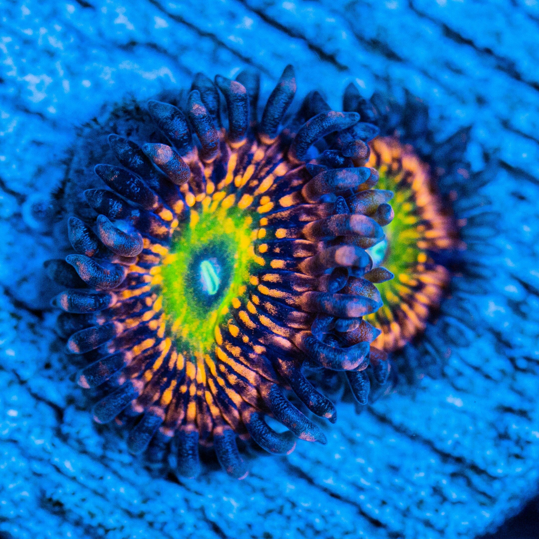 Krak God Zoanthids Soft Coral Reef Lounge USA 