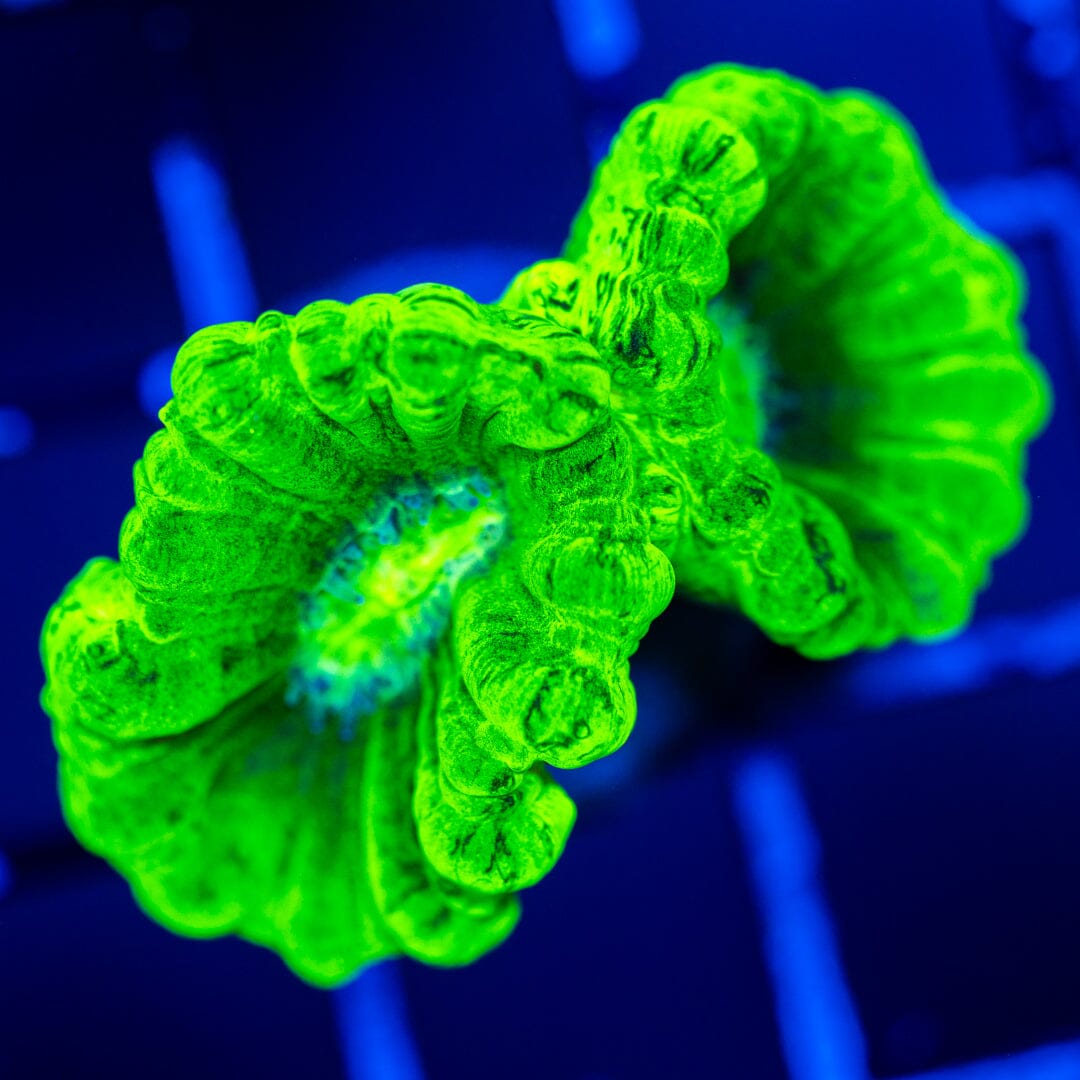 Kryptonite Candy Cane Coral Reef Lounge Coral 