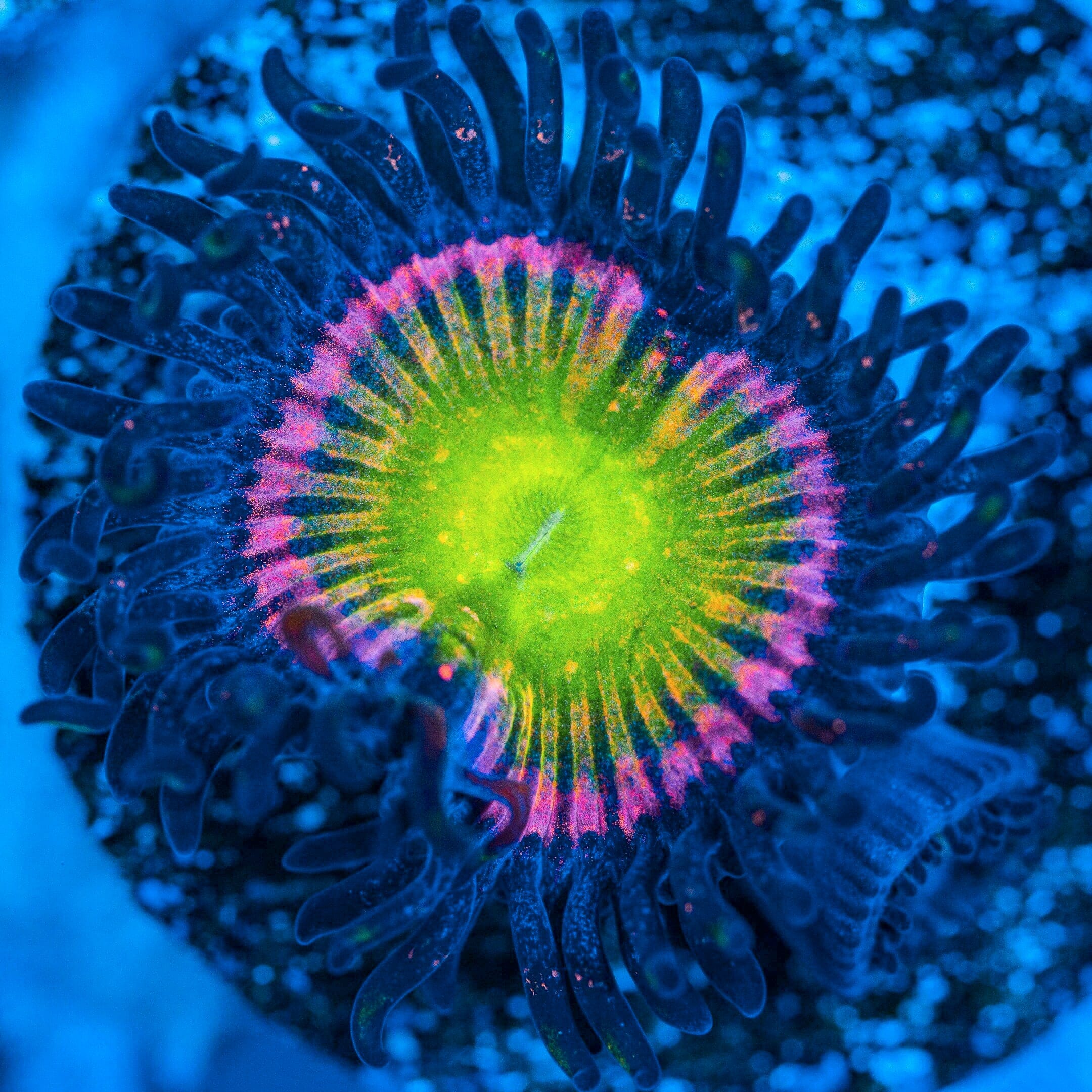 Kung Fu Fighter Zoanthids Reef Lounge USA 
