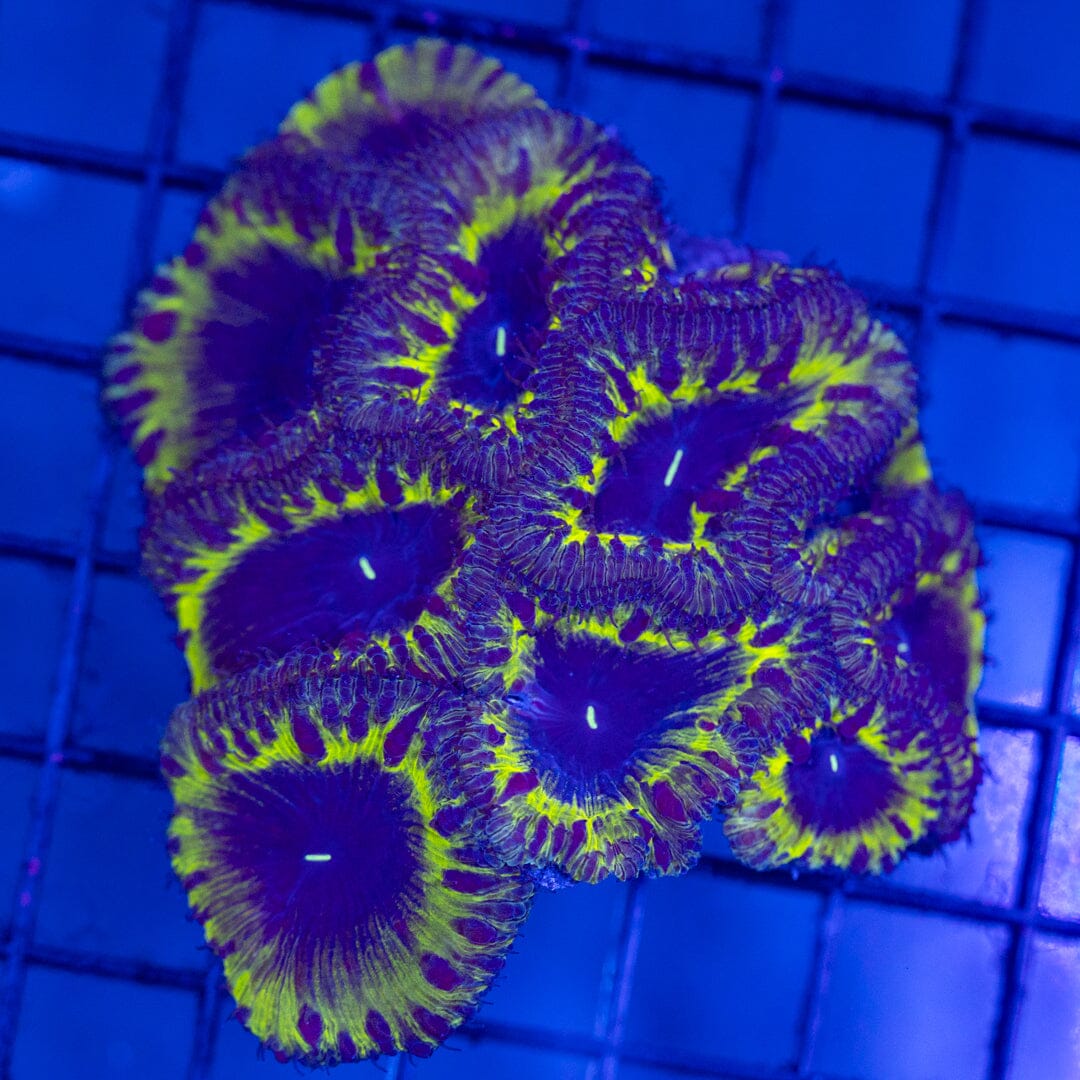 LA Lakers Blastomussa Colony - WYSIWYG Reef Lounge Coral 