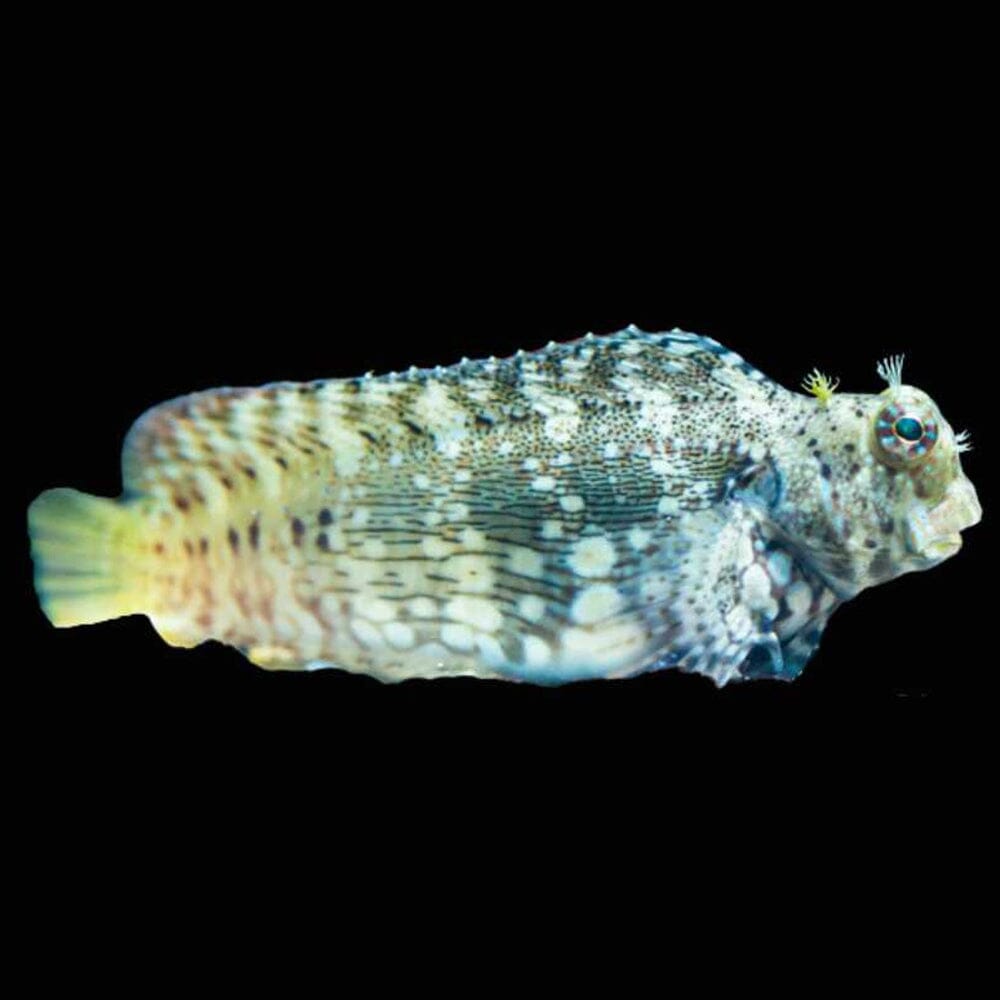 Lawnmower Blenny Fish Reef Lounge USA 