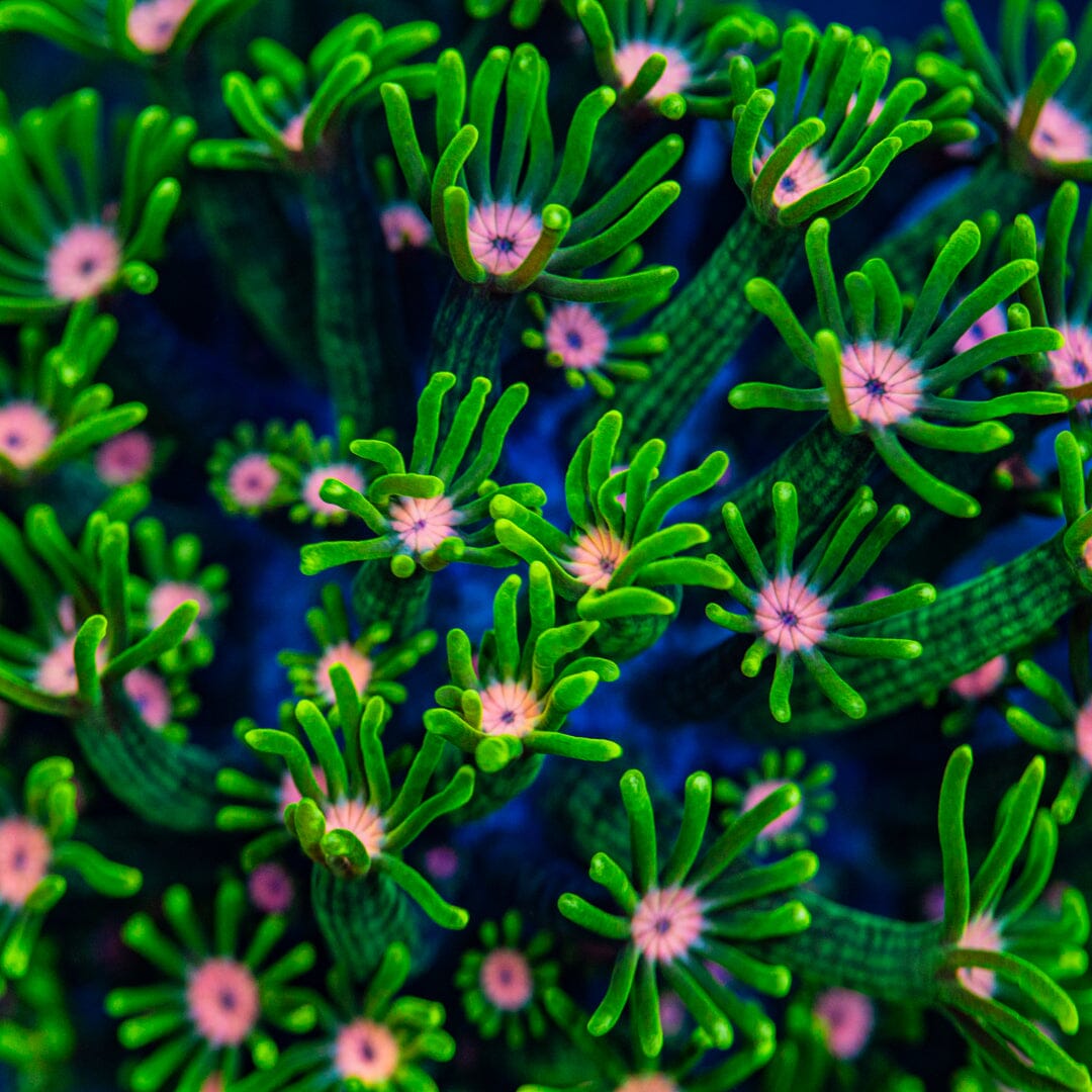 Lazy Daisy Alveopora COLONY - WYSIWYG Reef Lounge Norco 