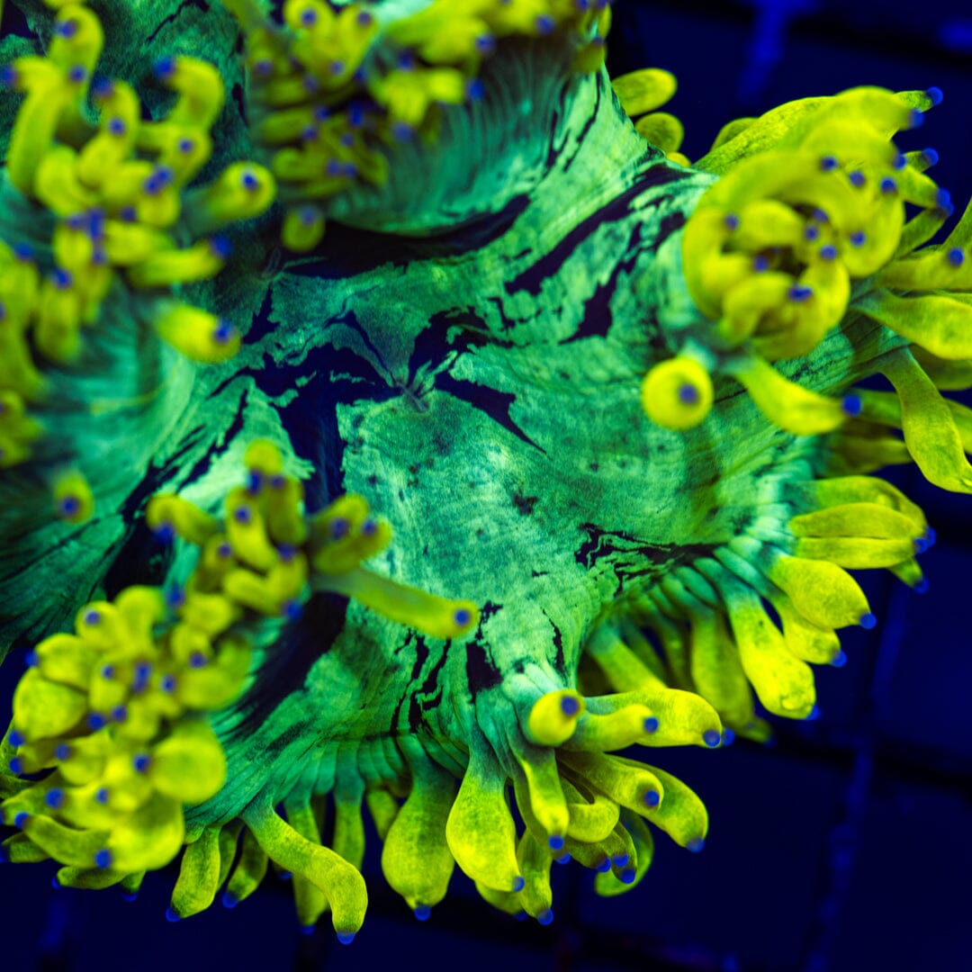 Lemon Drop Elegance Coral 2A - WYSIWYG LPS Coral Reef Lounge USA 