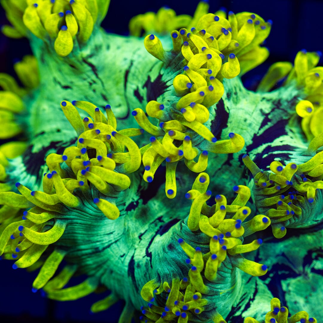 Lemon Drop Elegance Coral 2A - WYSIWYG LPS Coral Reef Lounge USA 