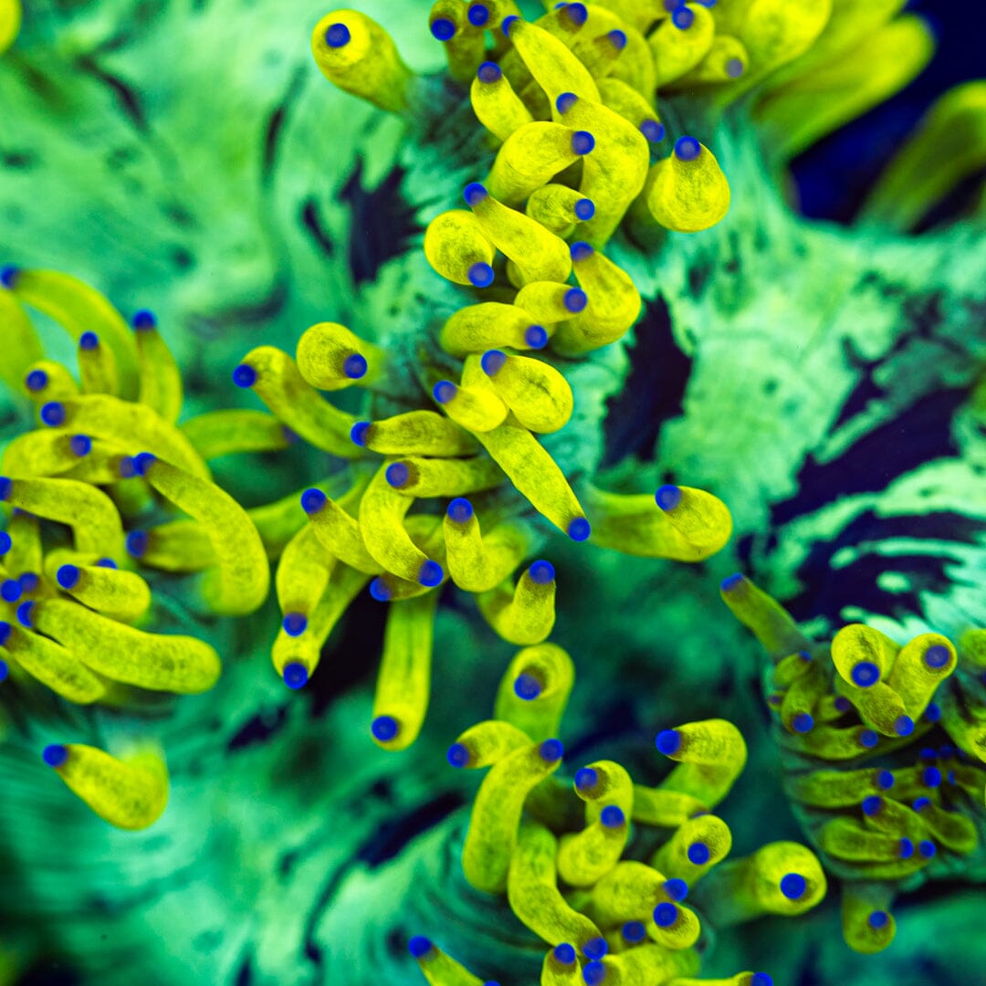 Lemon Drop Elegance Coral 2A - WYSIWYG LPS Coral Reef Lounge USA 