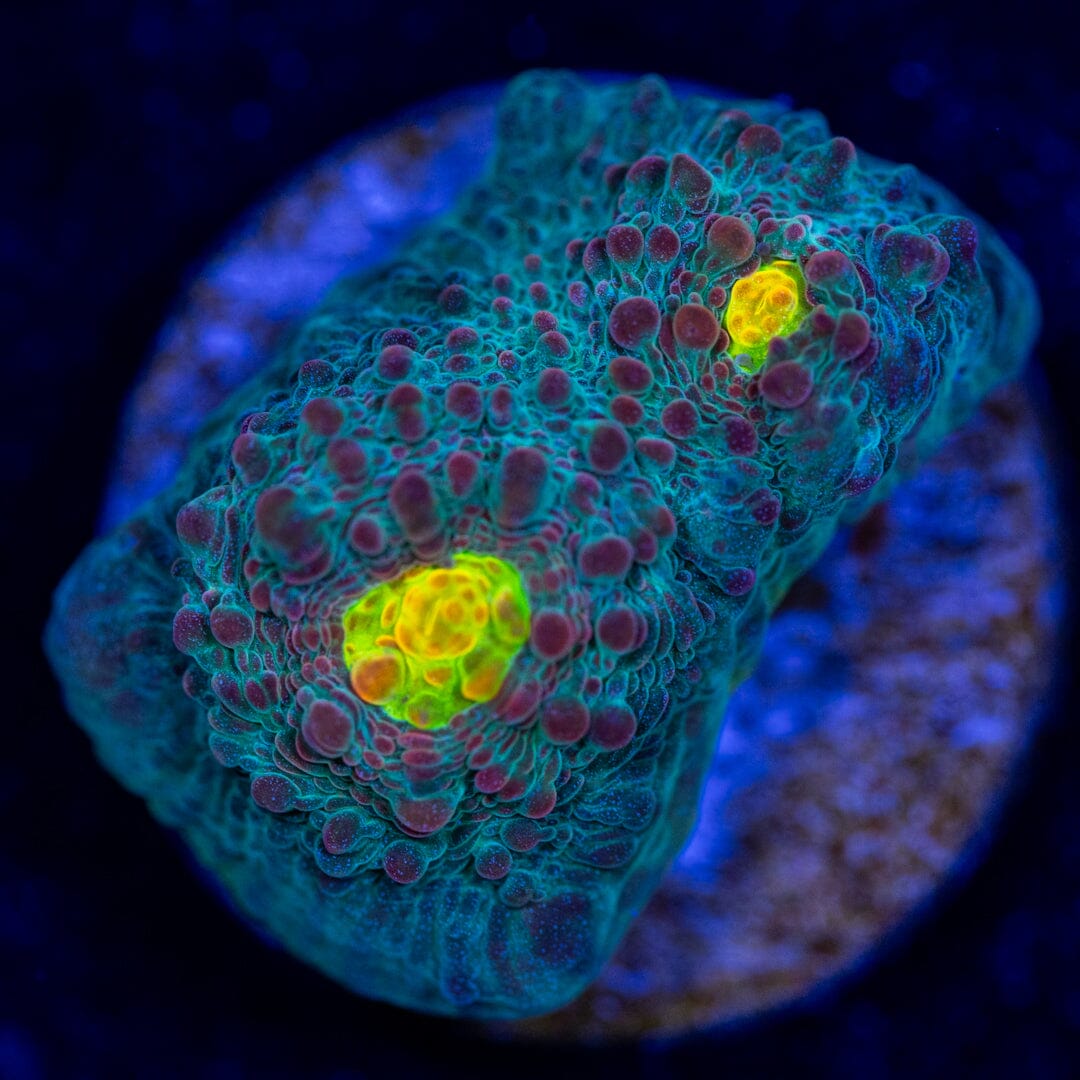 Lemon Eye Chalice LPS Coral Reef Lounge USA 