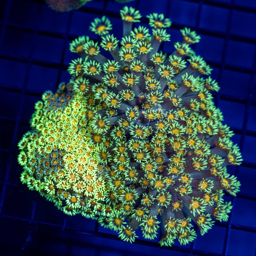 Lemon Lime YoYo Goniopora Colony - WYSIWYG Reef Lounge Coral 