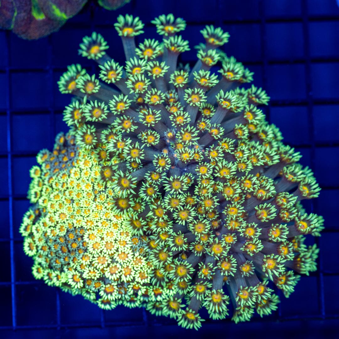 Lemon Lime YoYo Goniopora Colony - WYSIWYG Reef Lounge Coral 