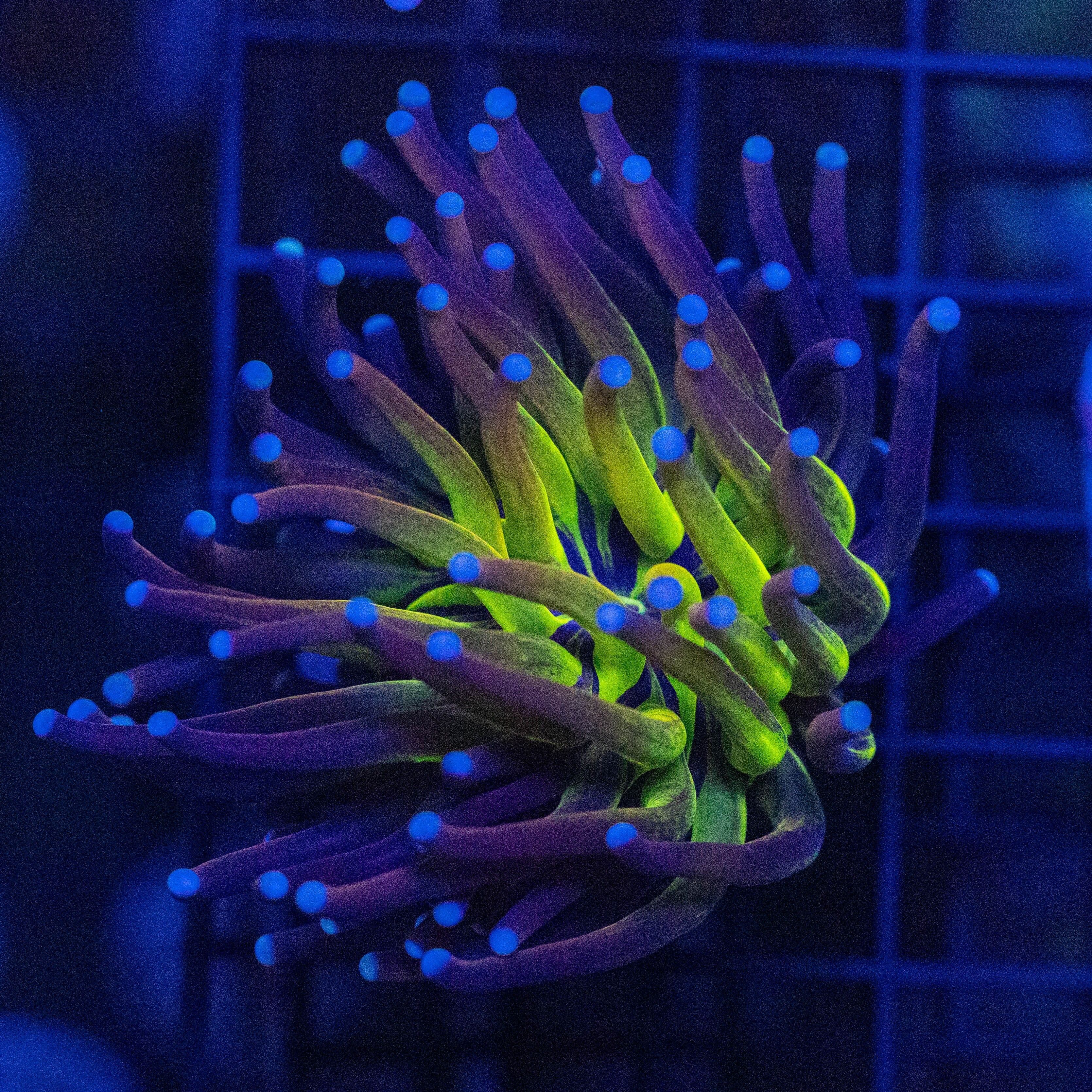 Leopard Torch 1A - WYSIWYG Reef Lounge Norco 