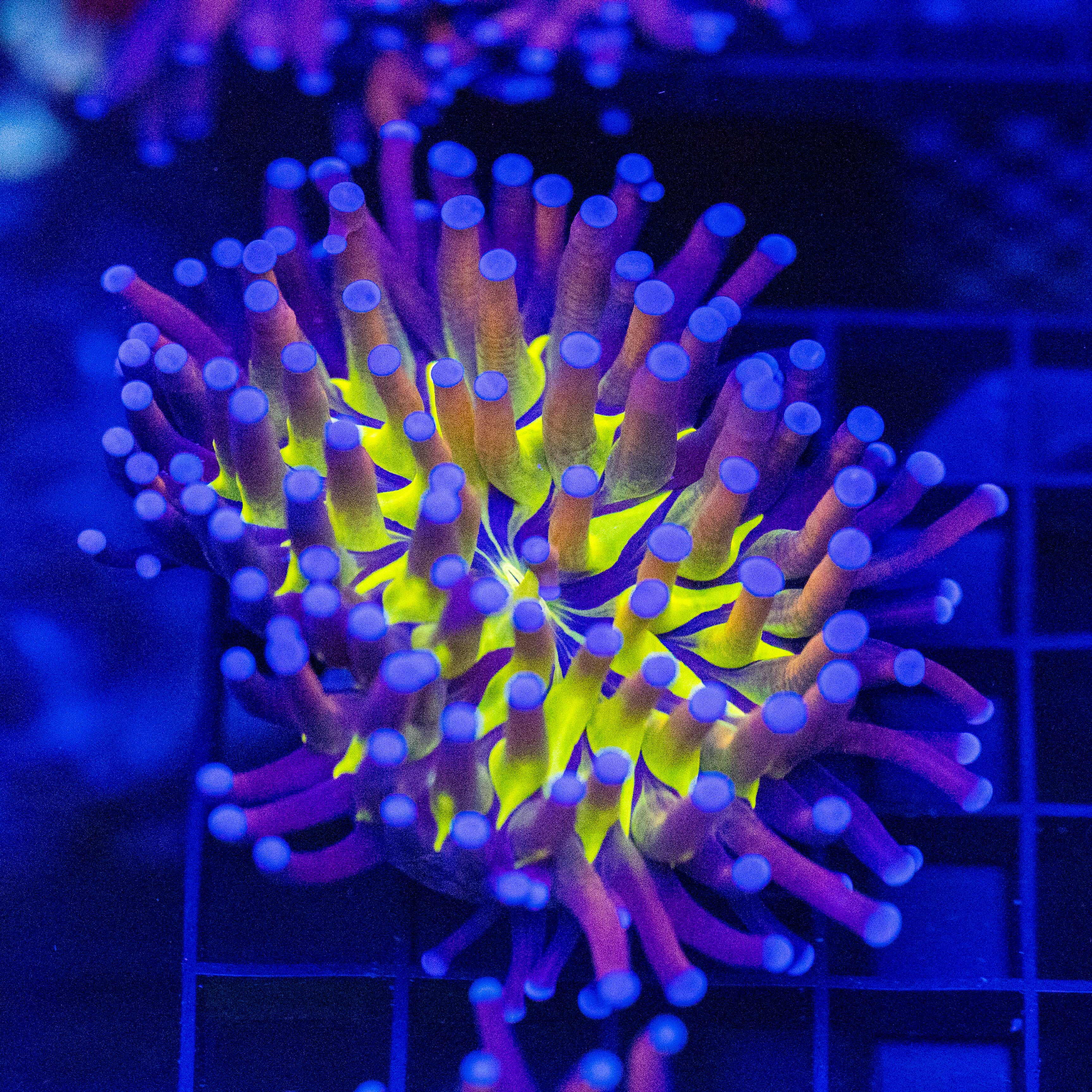 Leopard Torch 1B - WYSIWYG Reef Lounge Norco 