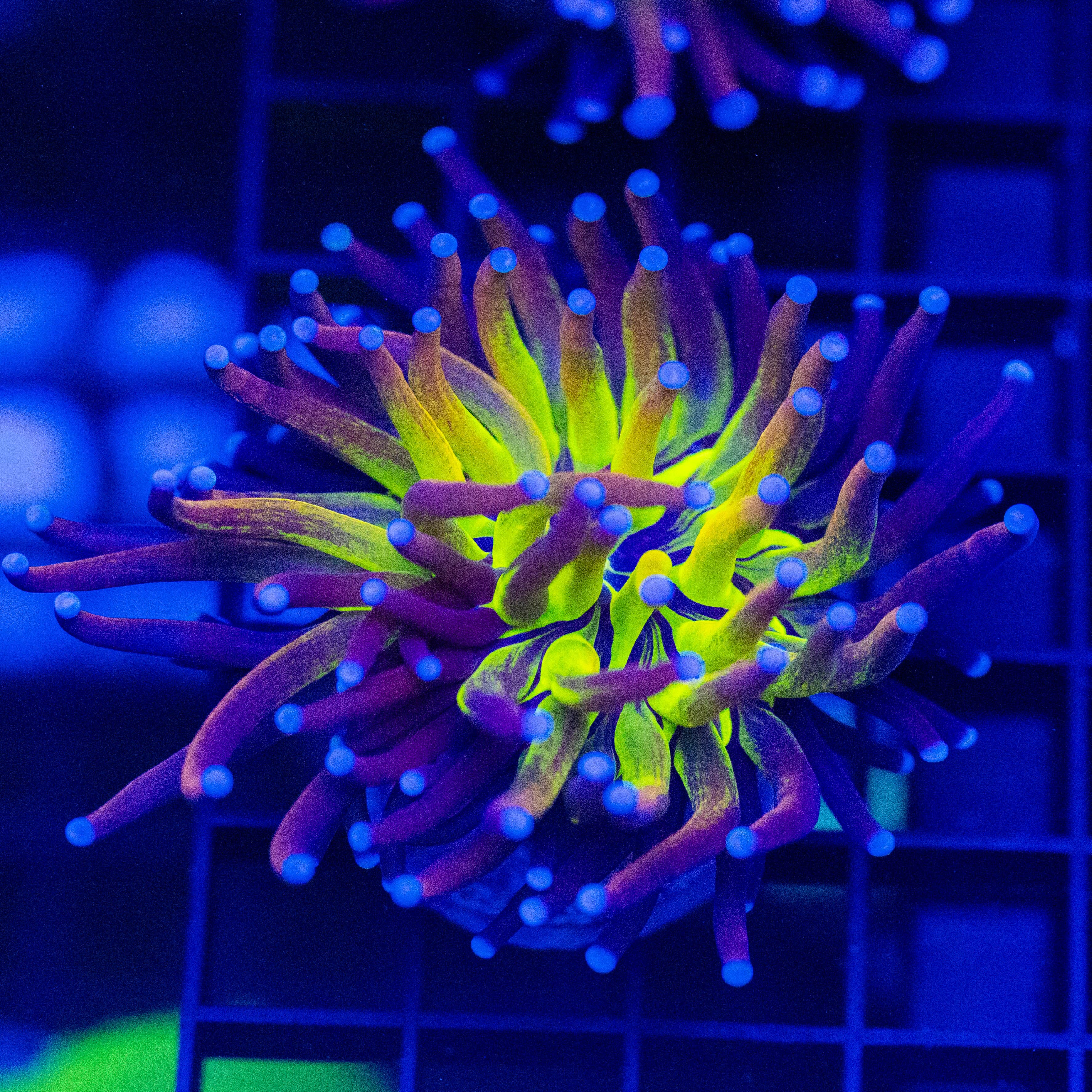 Leopard Torch 2B - WYSIWYG Reef Lounge Norco 