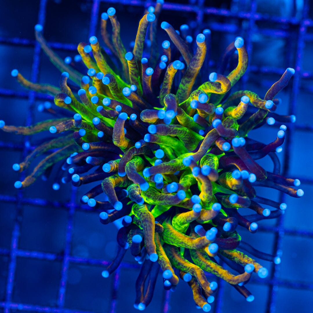 Leopard Torch Coral 32 Reef Lounge Norco 