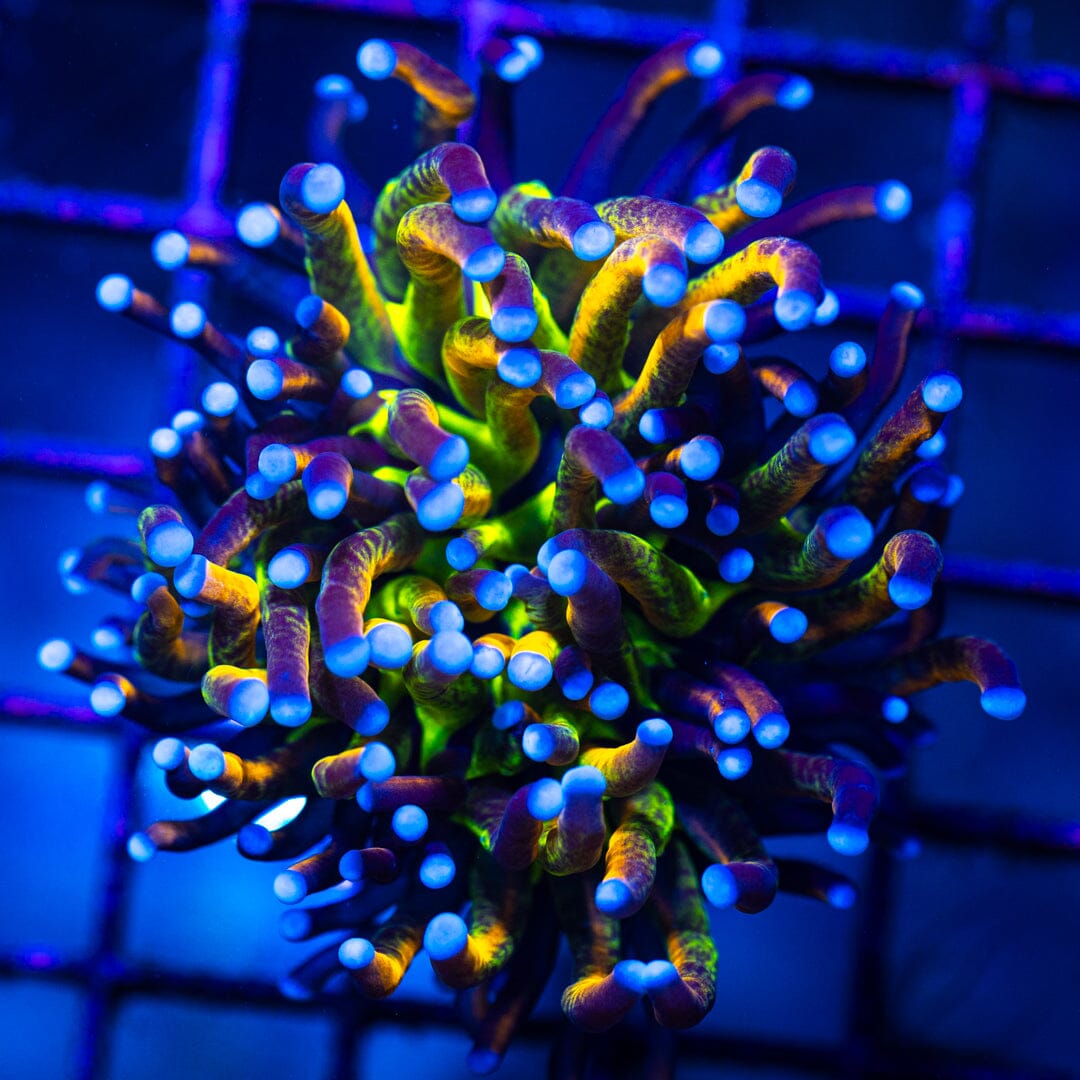 Leopard Torch Coral 32 Reef Lounge Norco 