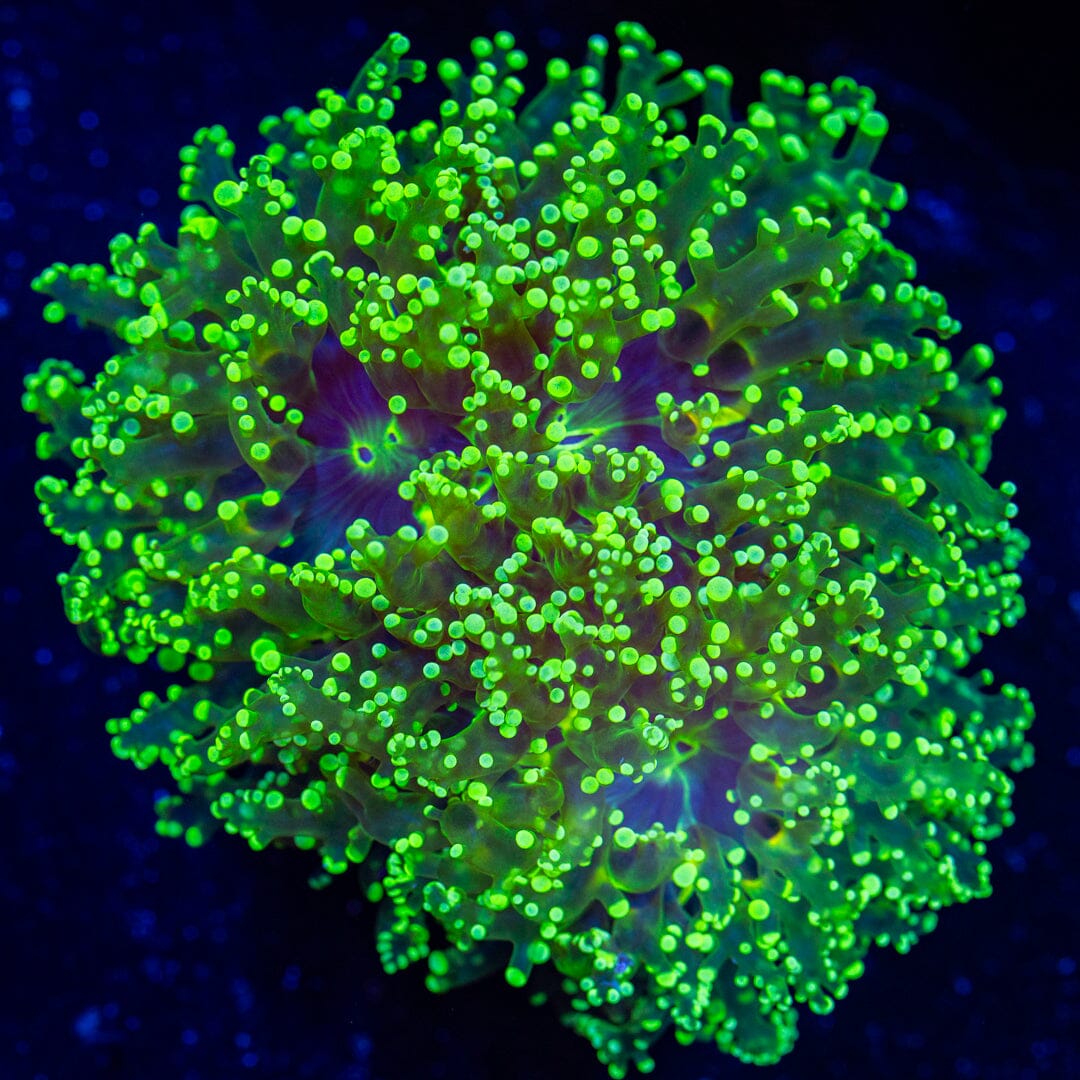 LG Octospawn Colony - WYSIWYG Reef Lounge Norco 