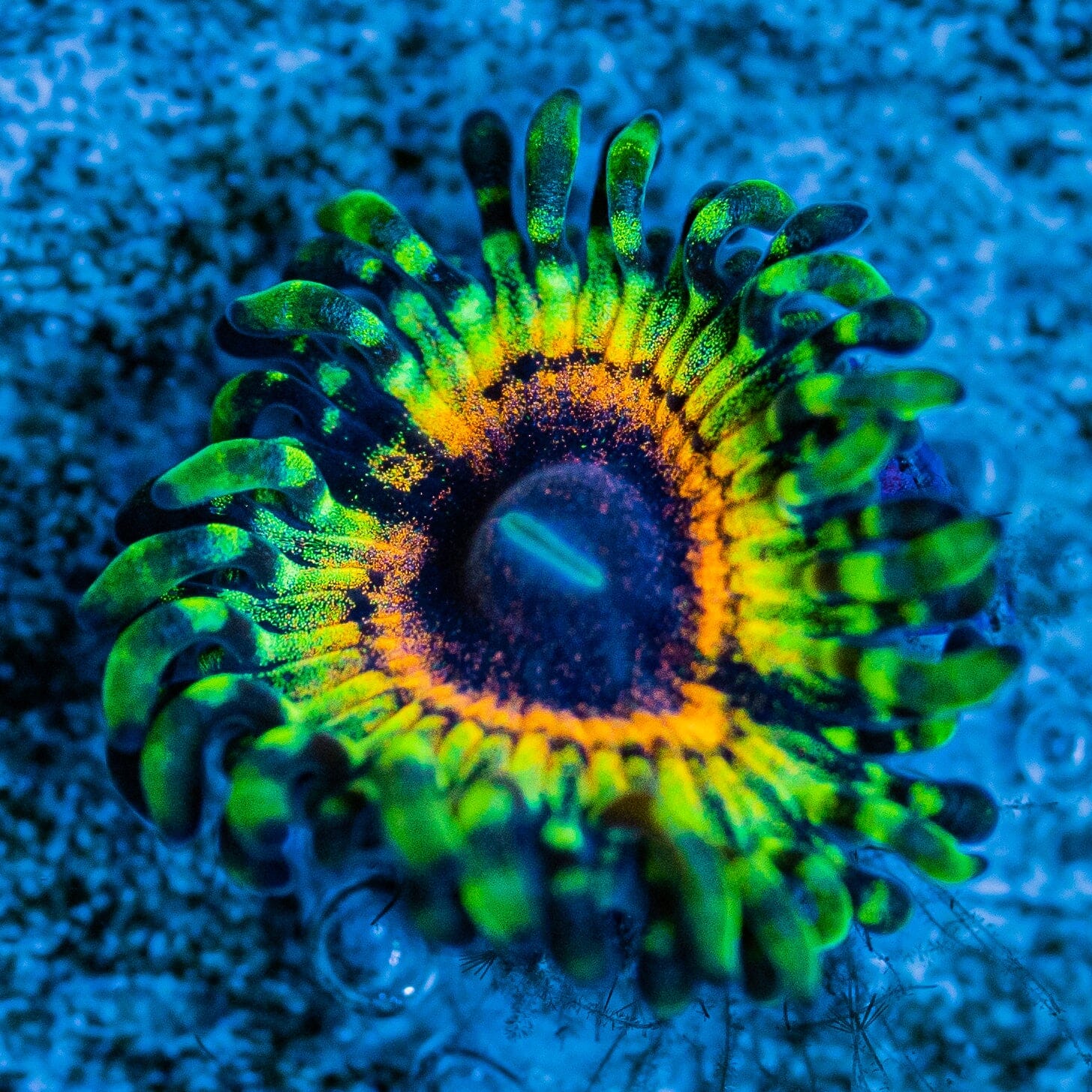 Little Shop of Horror Zoanthids Zoa Reef Lounge USA 