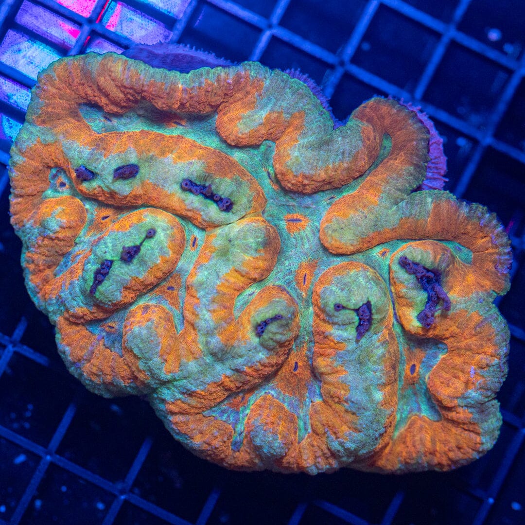 Lobo 4B - WYSIWYG Reef Lounge Coral 