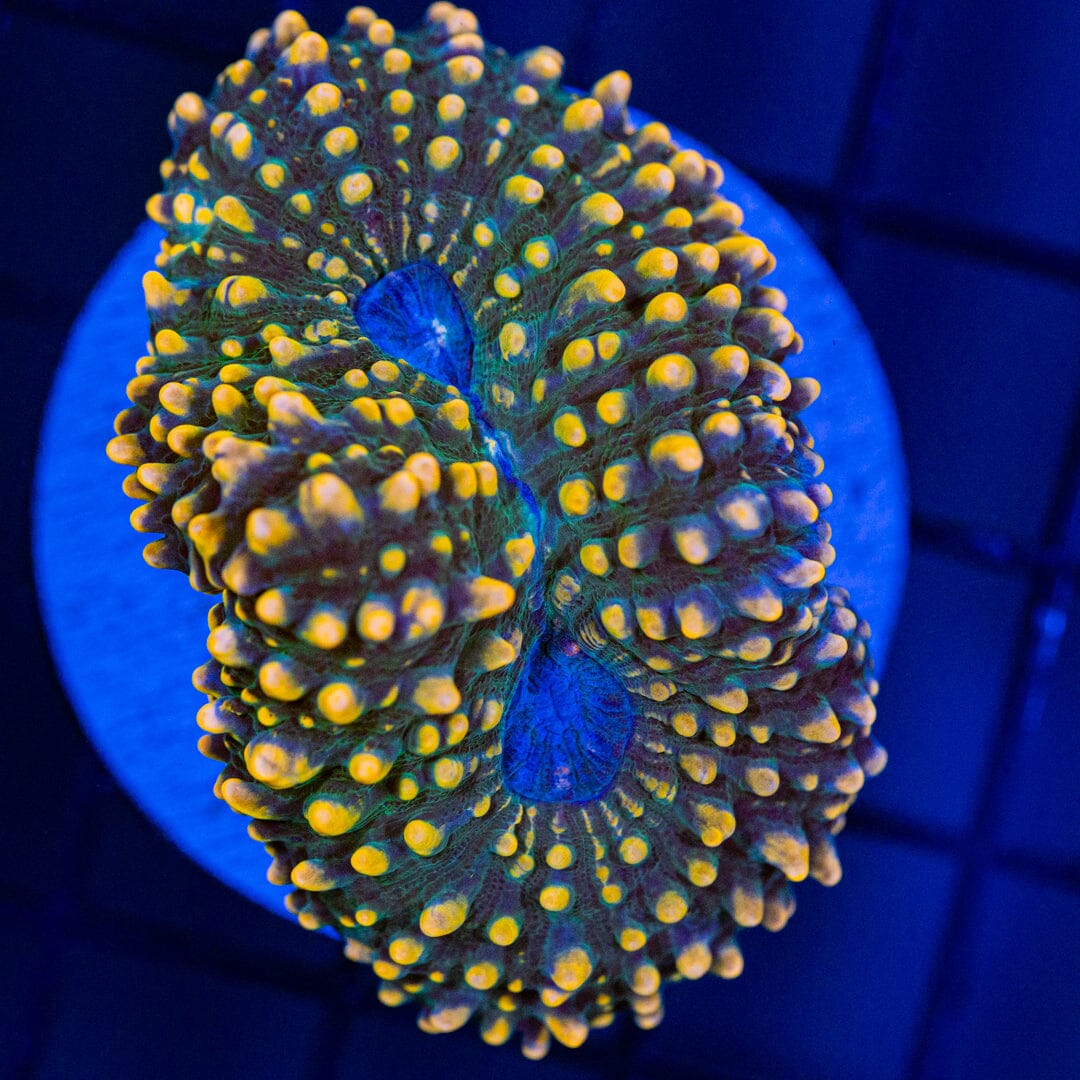 Lobo 4D - WYSIWYG Colony Reef Lounge Norco 