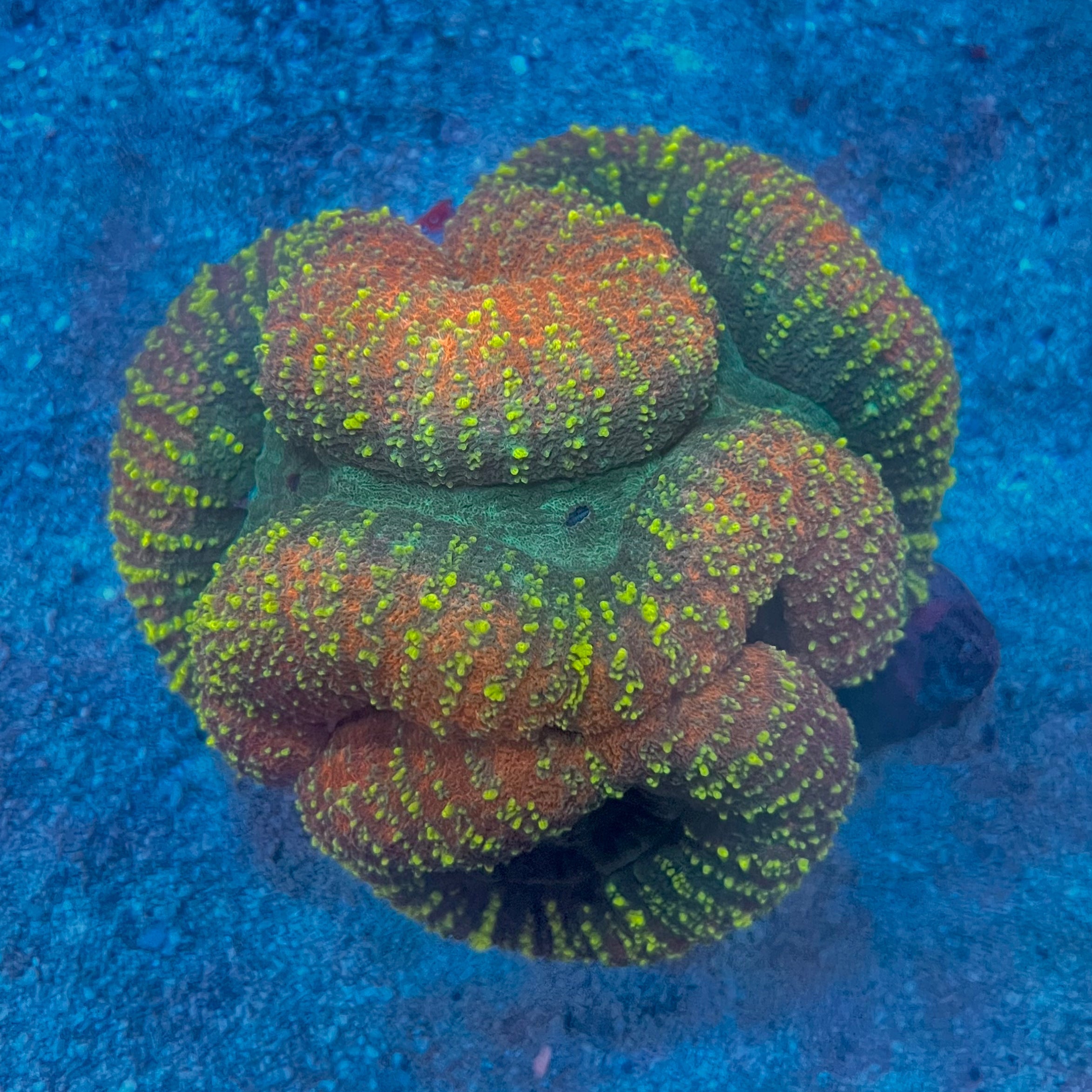 Lobo Brain Coral - WYSIWYG Colony Reef Lounge Coral 