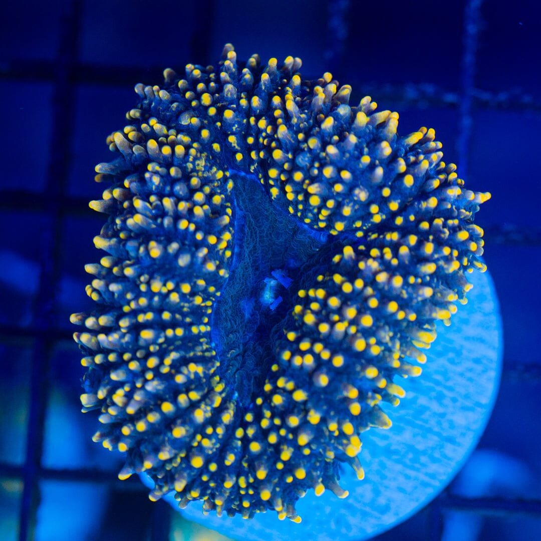 Lobo Brain Coral - WYSIWYG Colony Reef Lounge Norco 