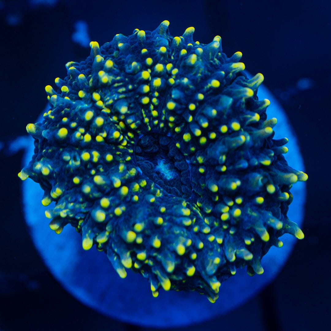 Lobo Brain Coral - WYSIWYG Colony Reef Lounge Norco 