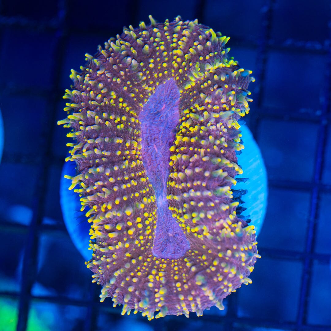 Lobo Brain Coral - WYSIWYG Colony Reef Lounge Norco 