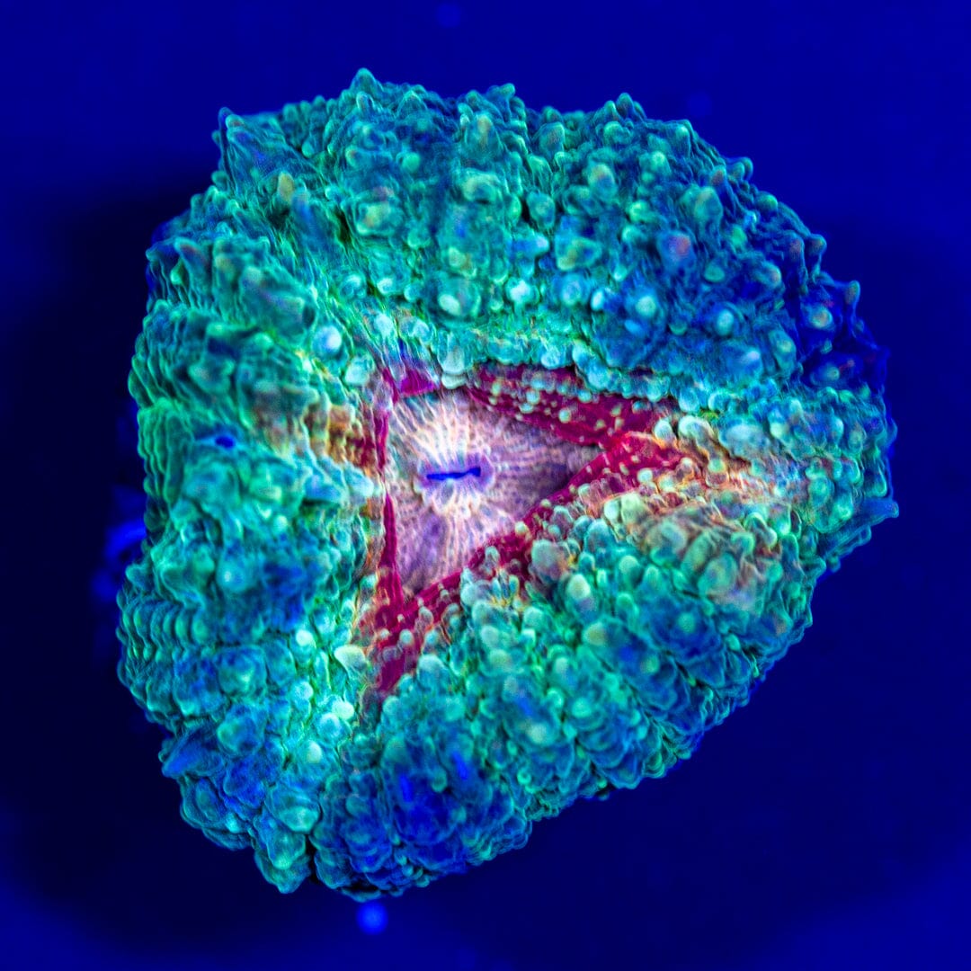 Lobo Frag 1C - WYSIWYG LPS Coral Reef Lounge USA 