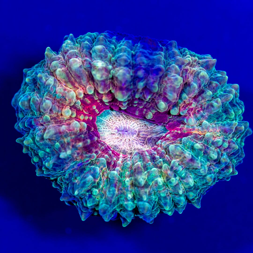 Lobo Frag 2C - WYSIWYG LPS Coral Reef Lounge USA 