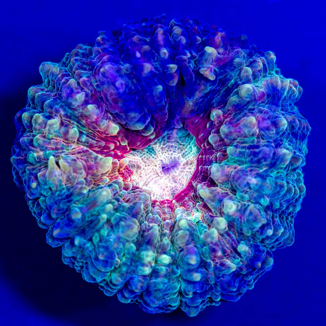 Lobo Frag 4C - WYSIWYG LPS Coral Reef Lounge USA 