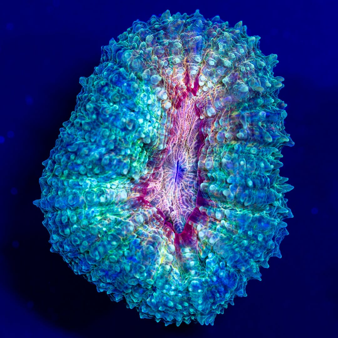 Lobo Frag 5C - WYSIWYG LPS Coral Reef Lounge USA 