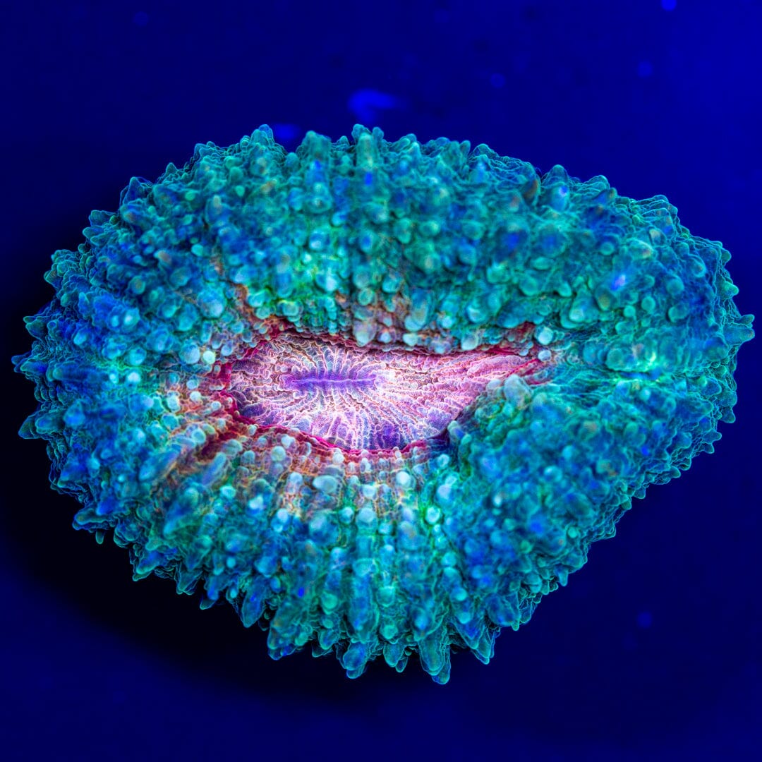 Lobo Frag 6C - WYSIWYG LPS Coral Reef Lounge USA 