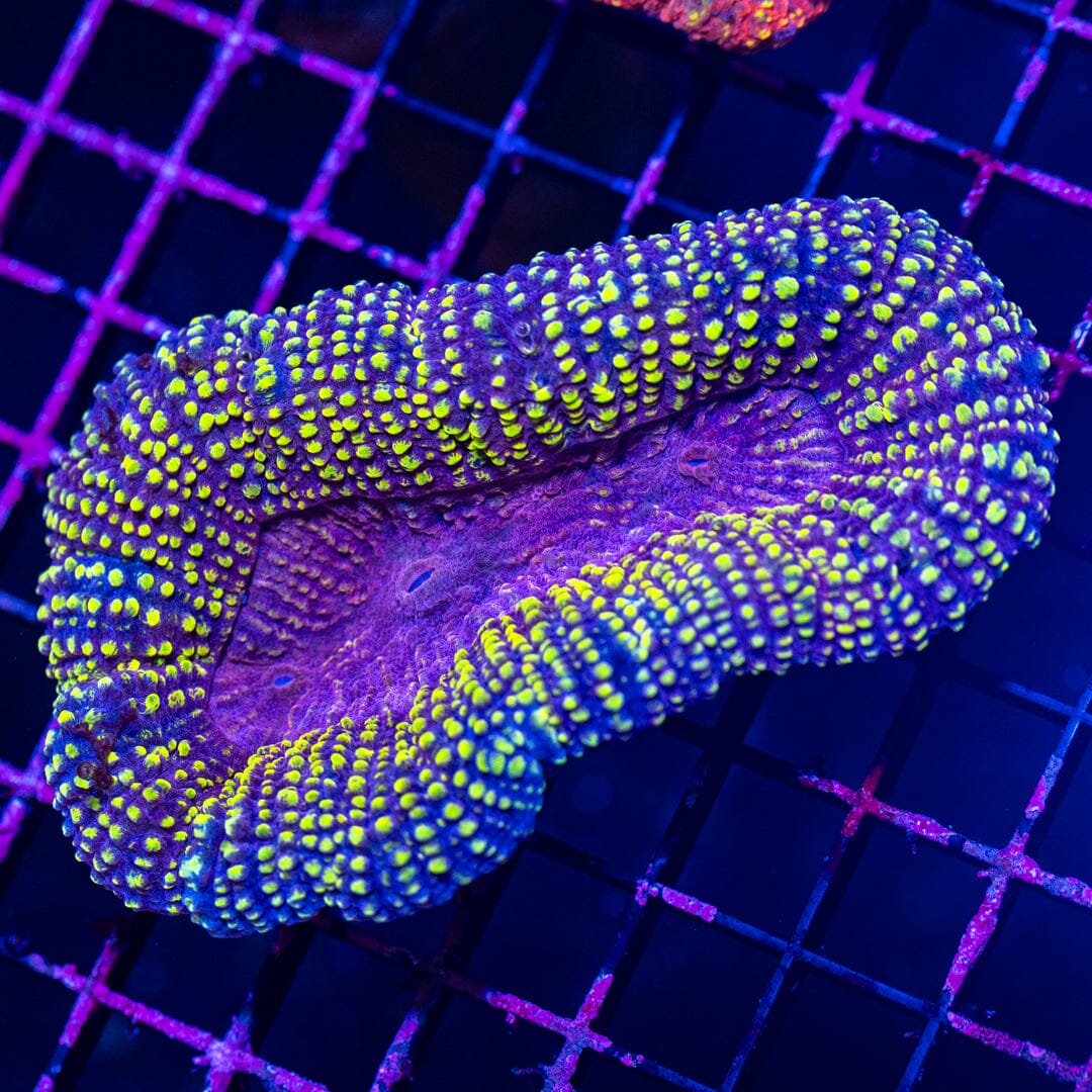 Lobophyllia 10A - WYSIWYG Reef Lounge Norco 